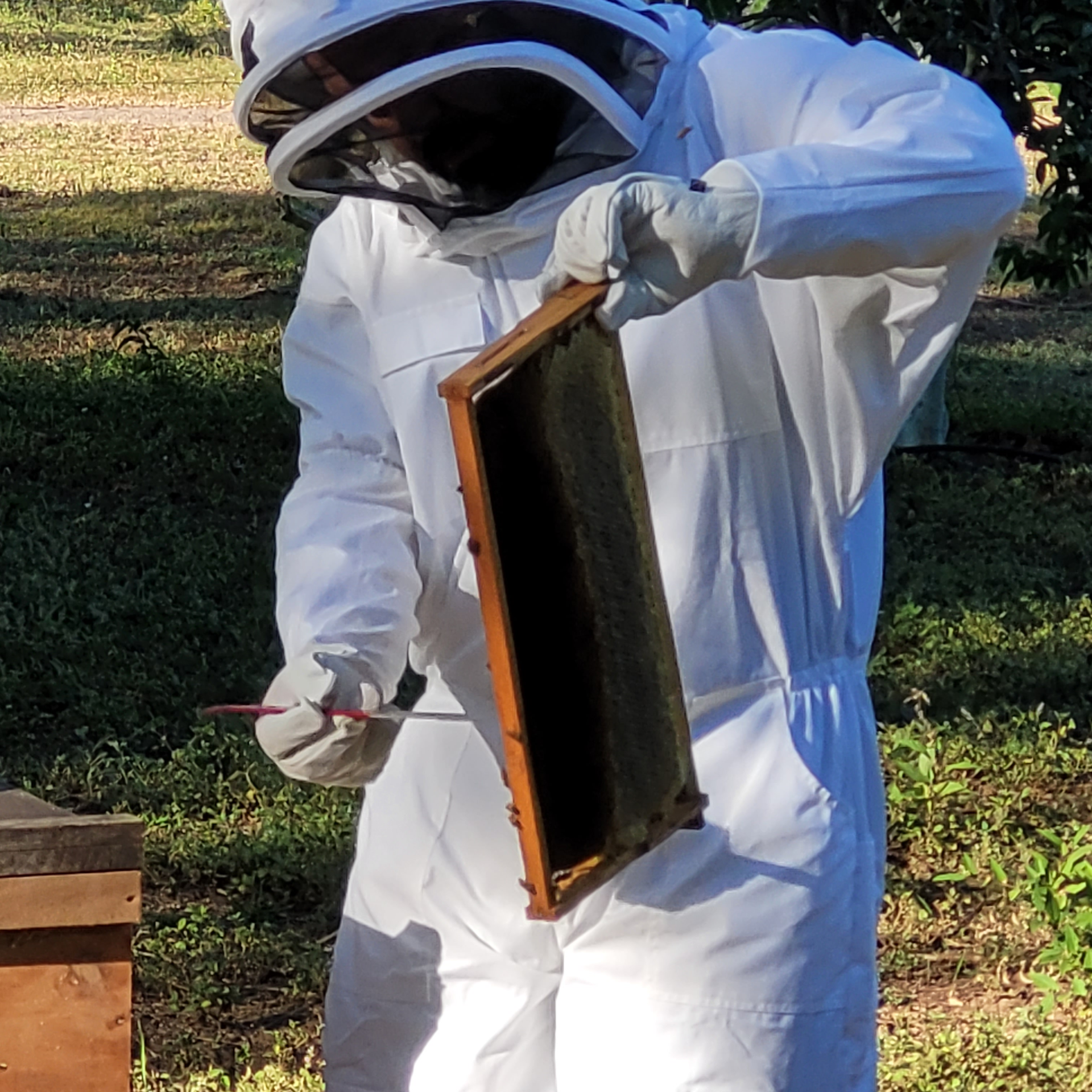 Beekeeper in white suit inspecting a honeycomb frame outdoors.