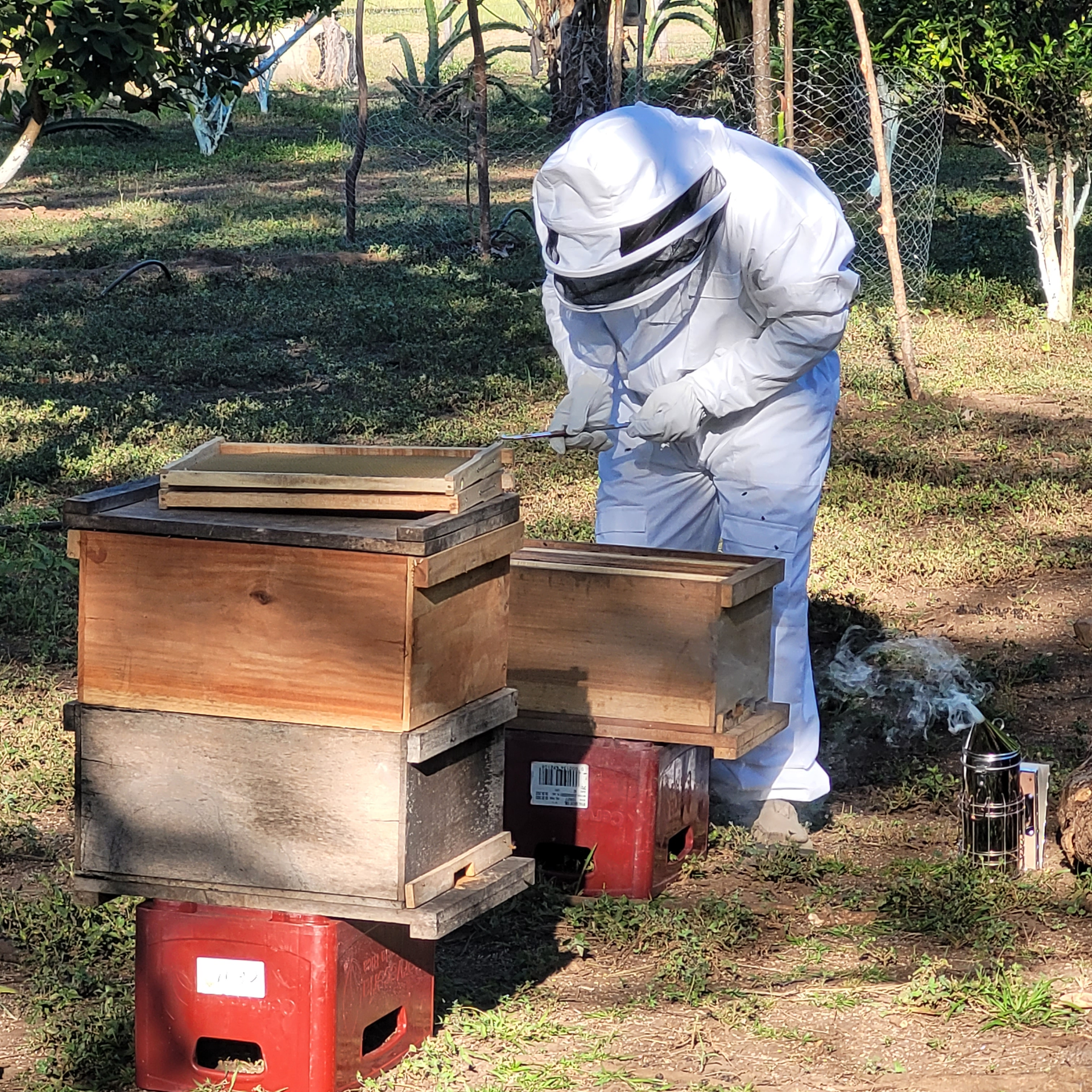 Beekeeper in a protective suit tending to wooden beehives in a yard.