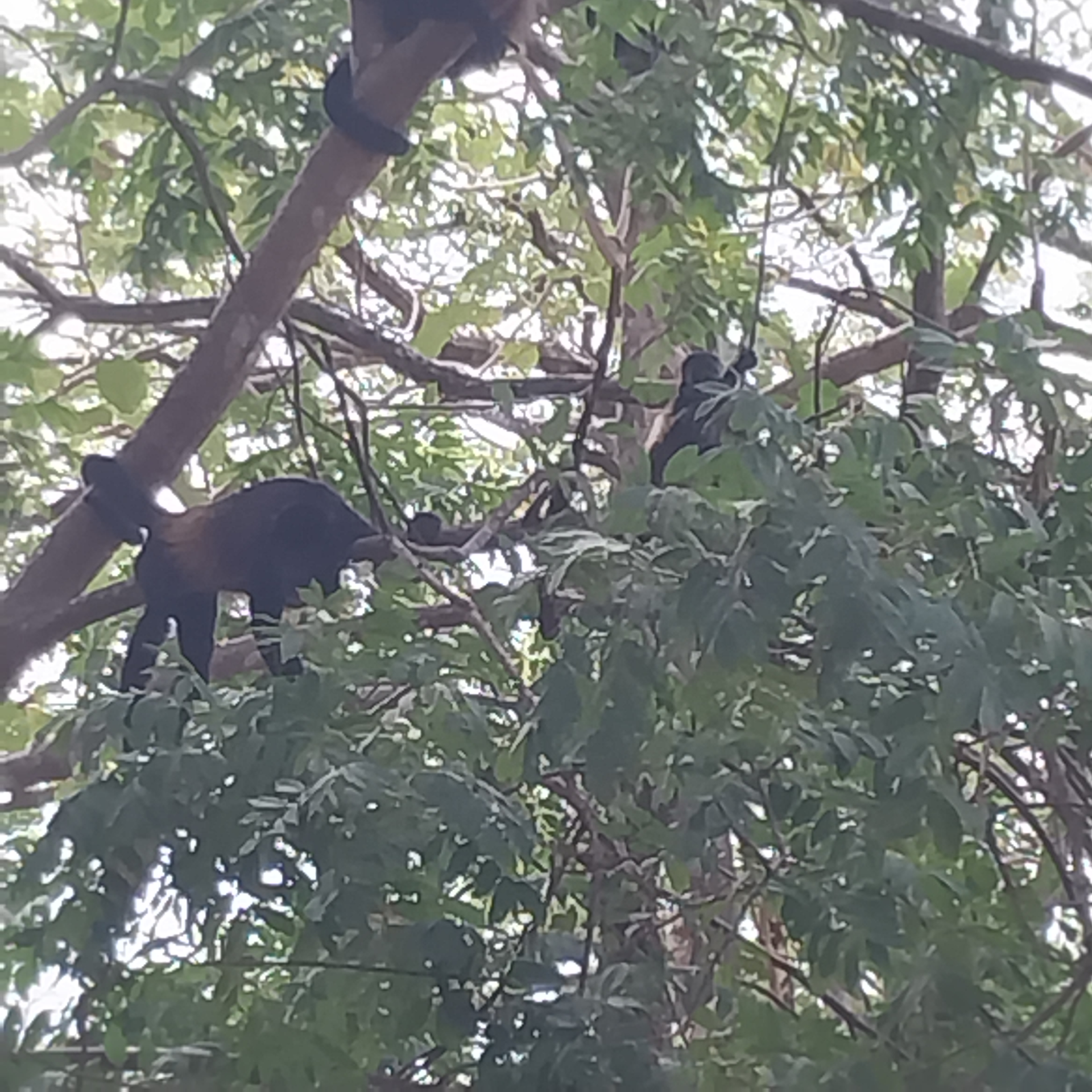 Black monkeys in a tree.