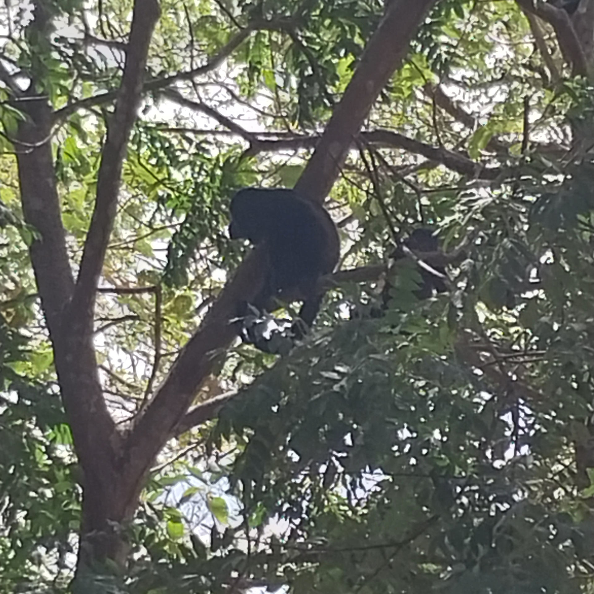 Black howler monkey perched in a tree, amidst green leaves and branches.