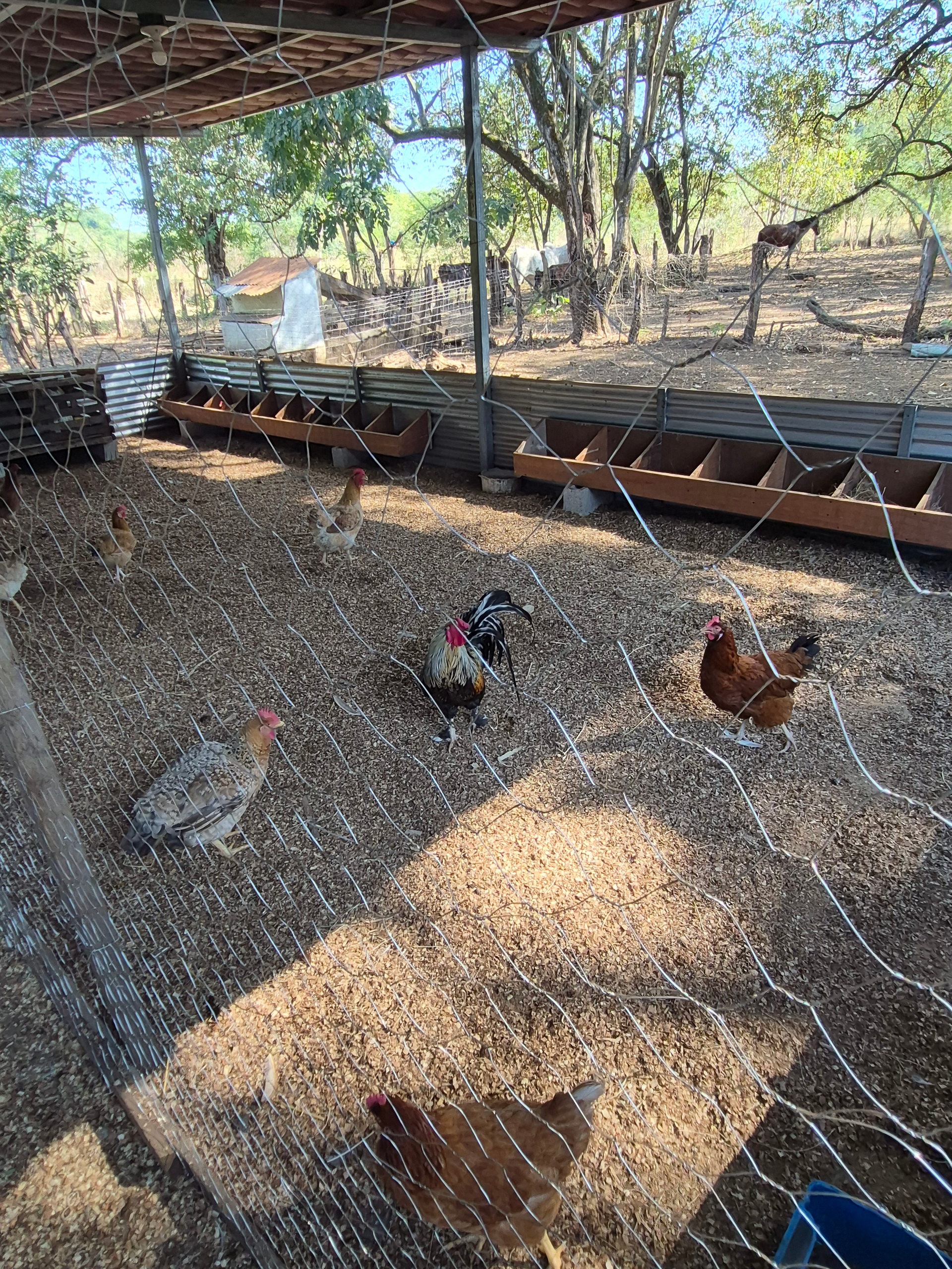 Chickens inside a fenced enclosure with wooden feeders. Shaded area, dirt ground, and trees in the background.