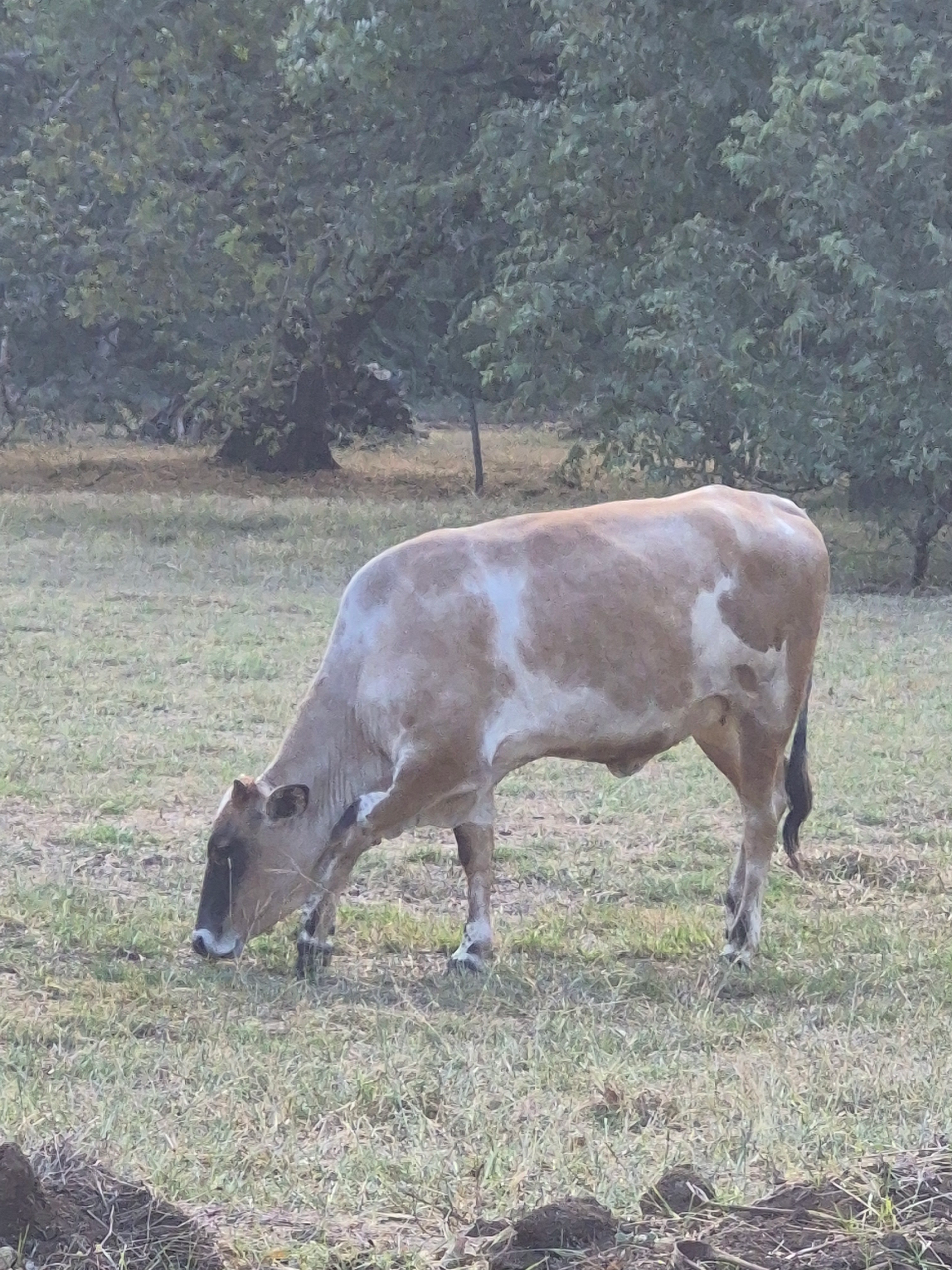 Cow grazing in a grassy field with trees in the background. Light brown and white cow.