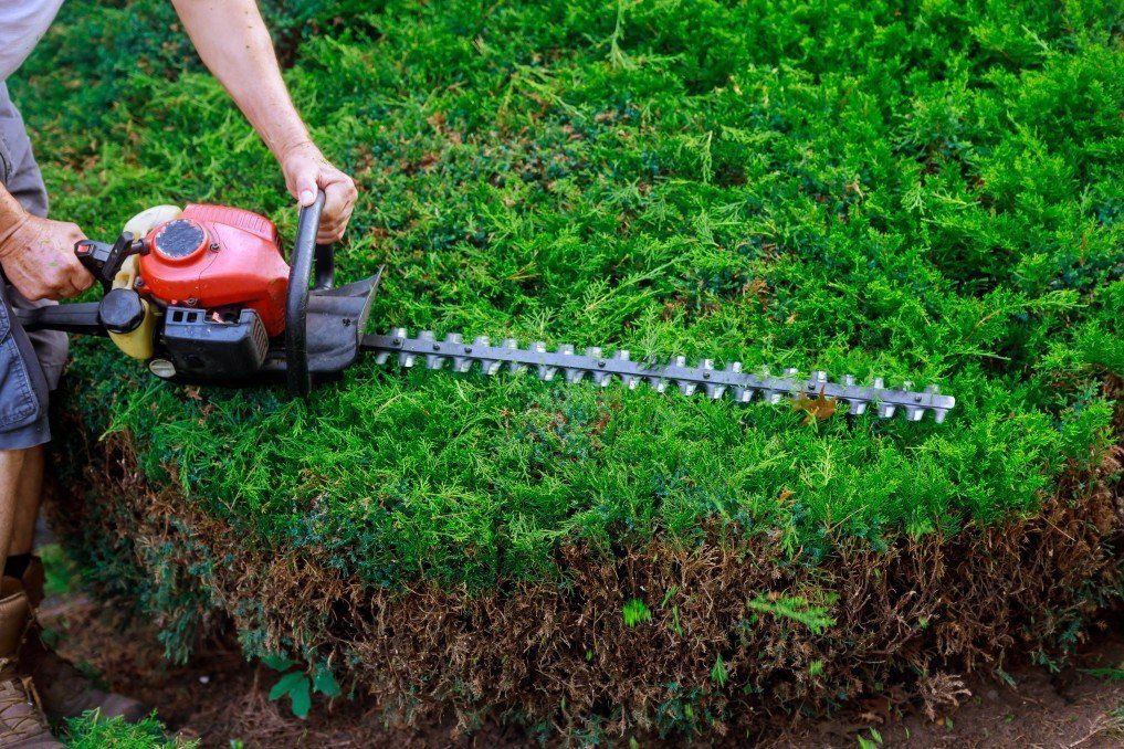 Lawn Services - Hedging in St. Louis