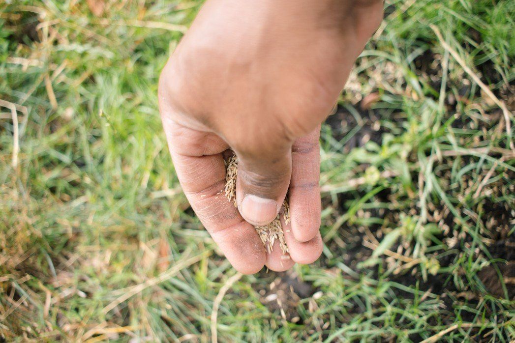 Lawn Services - Seeding