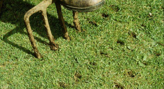 Lawn Services - Aeration