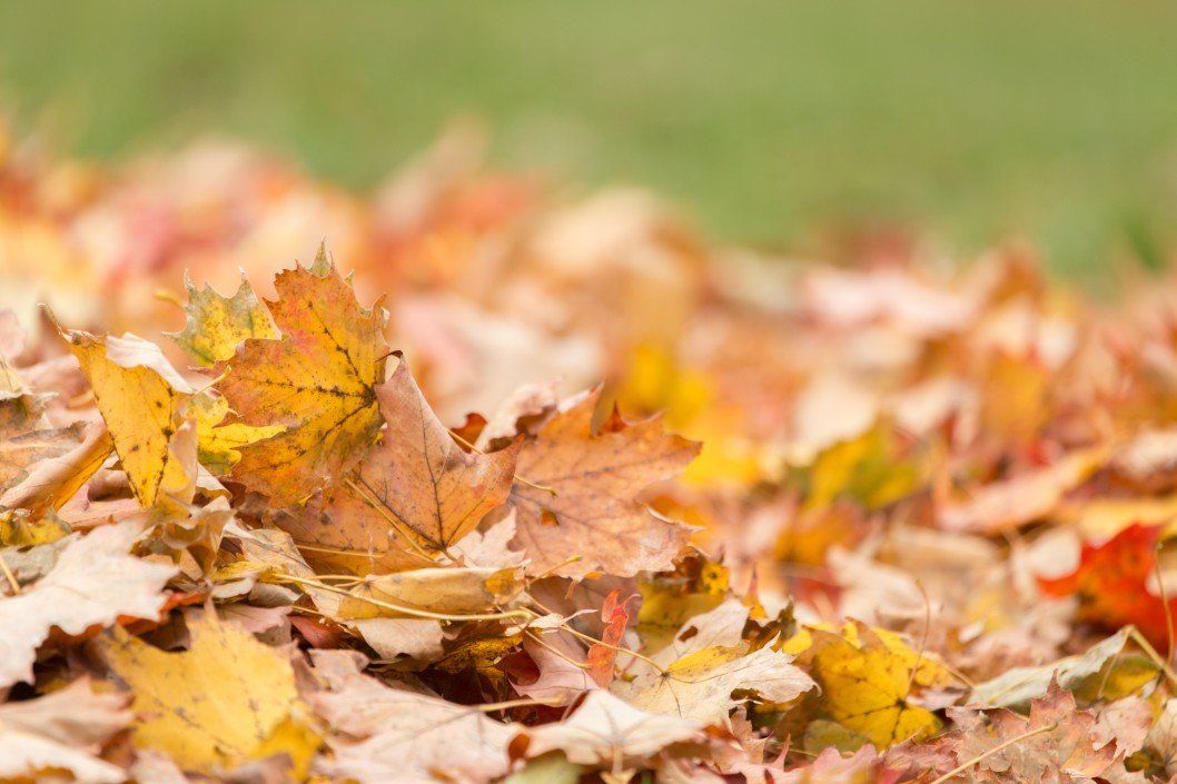 Lawn Services - Leaf Removal