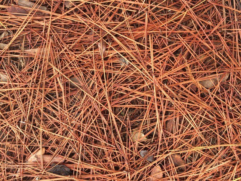 Lawn Services - Pine Straw in St. Louis