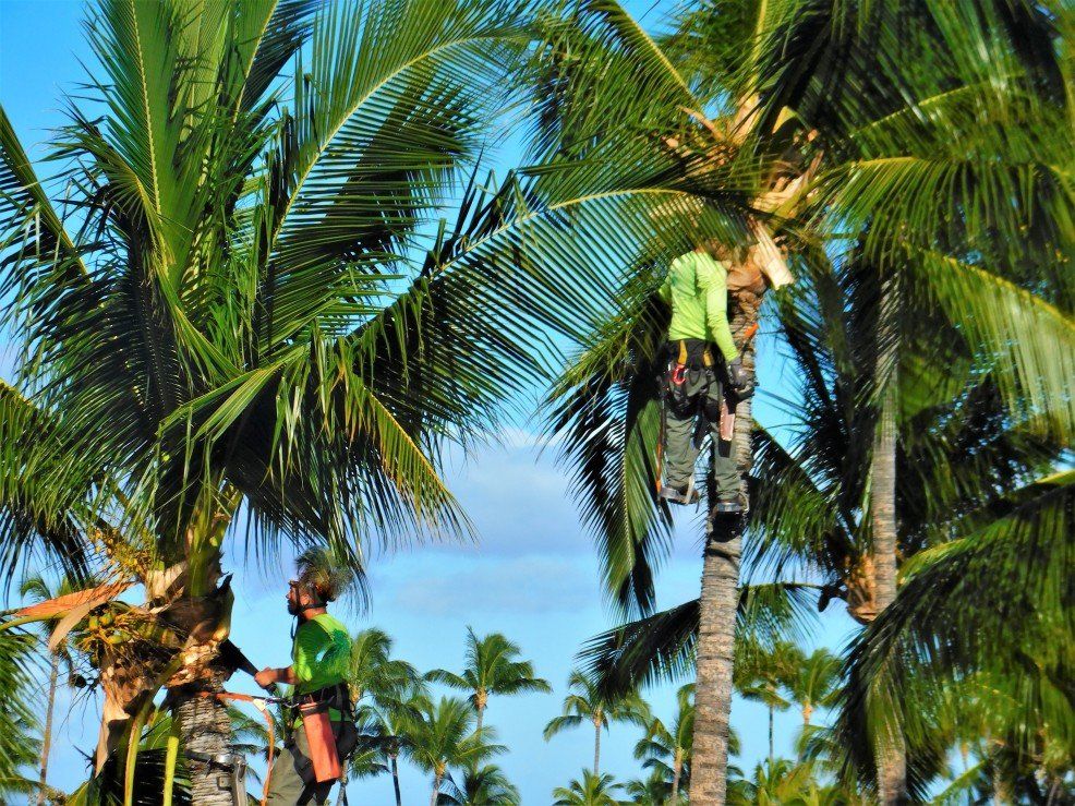 Lawn Services - Tree Services