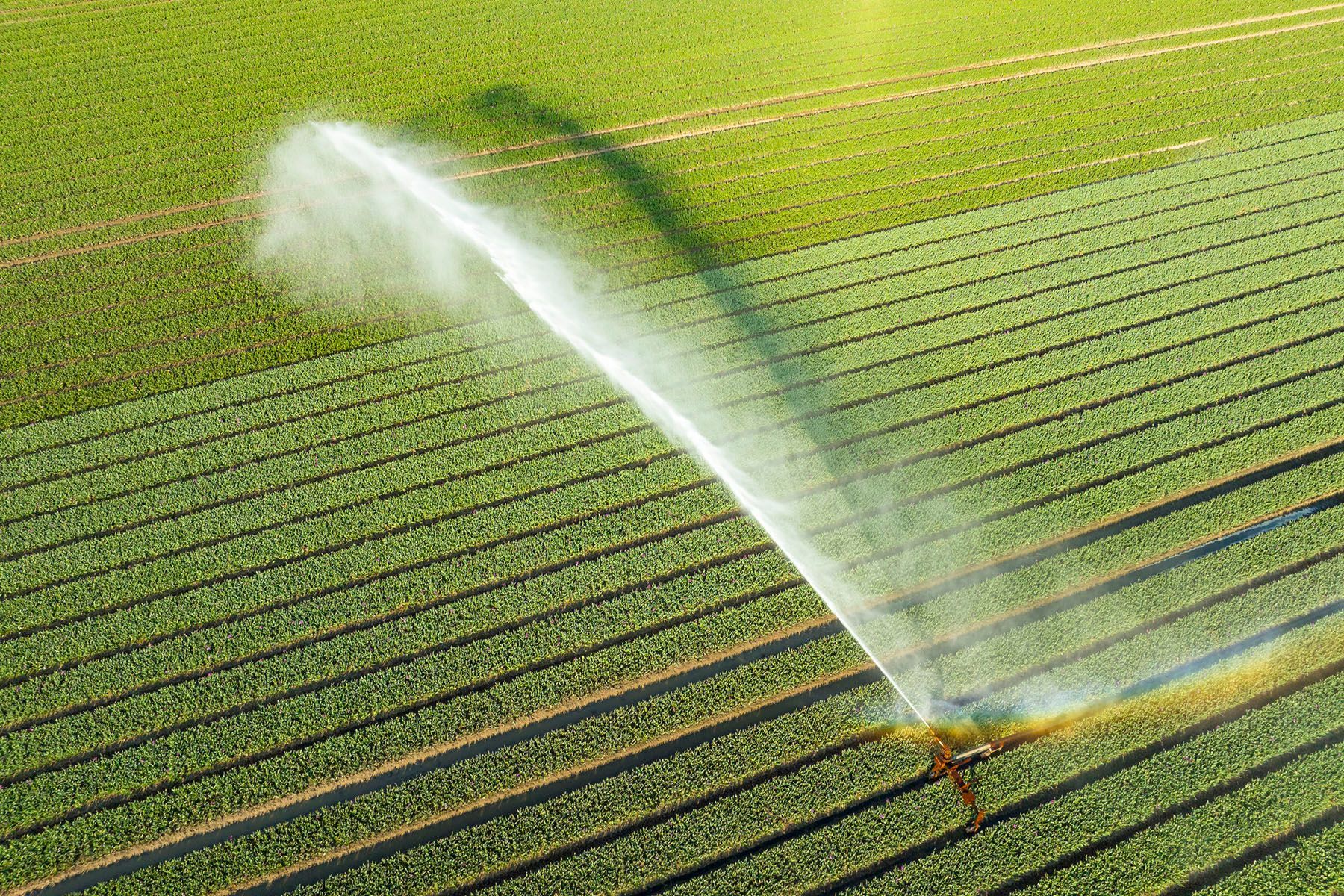 Agricultural irrigation sprinkler gun spraying water over tulips.