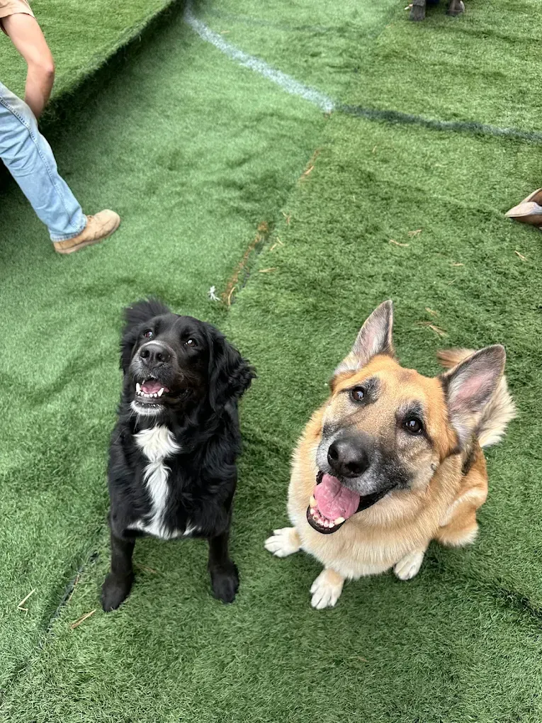 Two dogs, one black with a white chest, the other tan and black, sit on green turf and look up with happy expressions.
