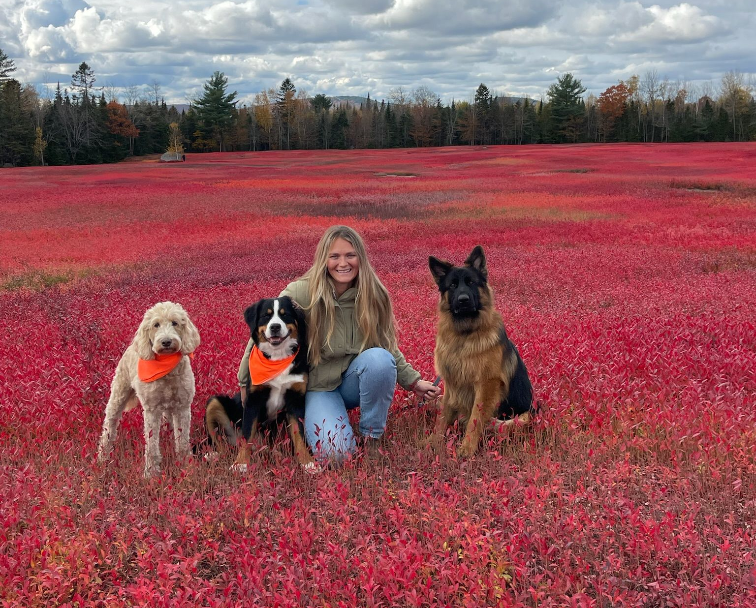 Woman kneels with three dogs in a field of red plants; autumn trees and sky in the background.