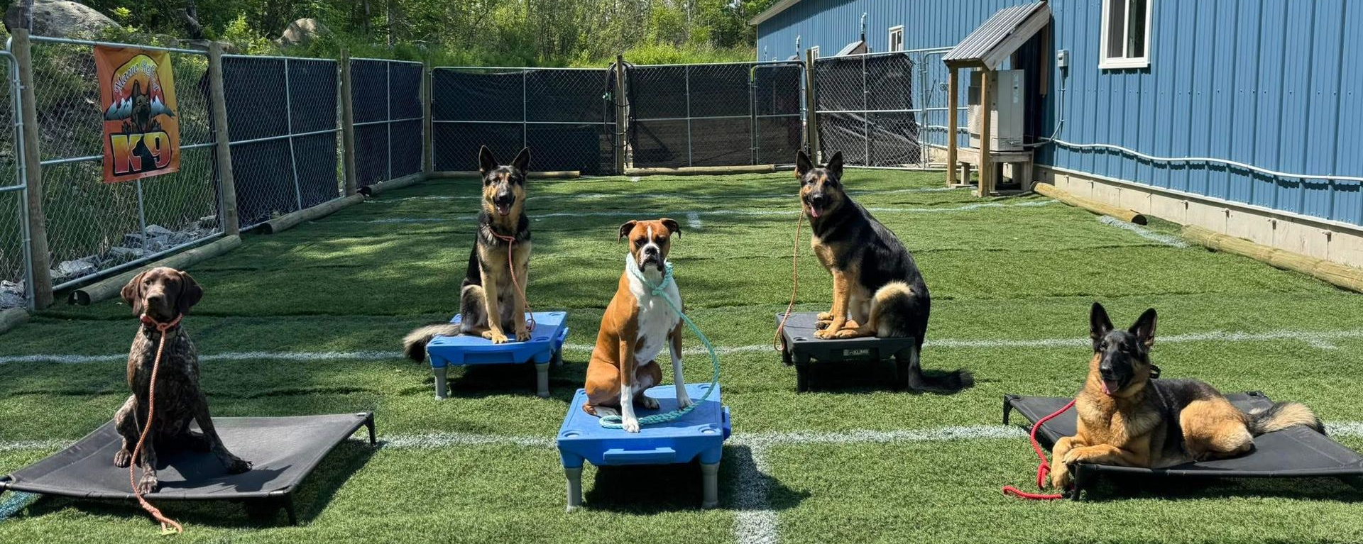 Five dogs sitting/laying on training mats in a grassy outdoor area near a blue building.