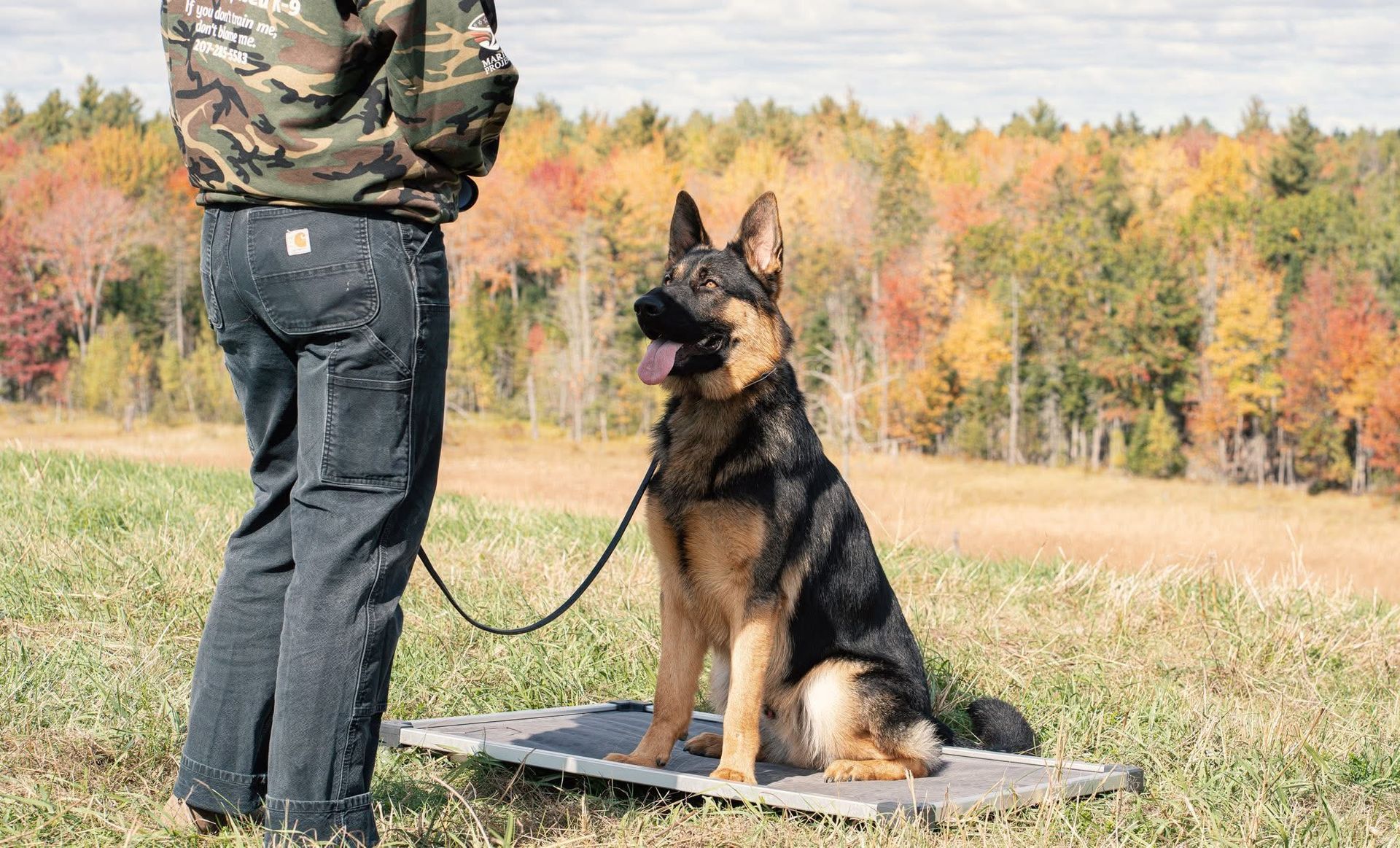 Person in camouflage jacket training a German Shepherd dog outdoors; dog sits on mat in field with fall foliage.