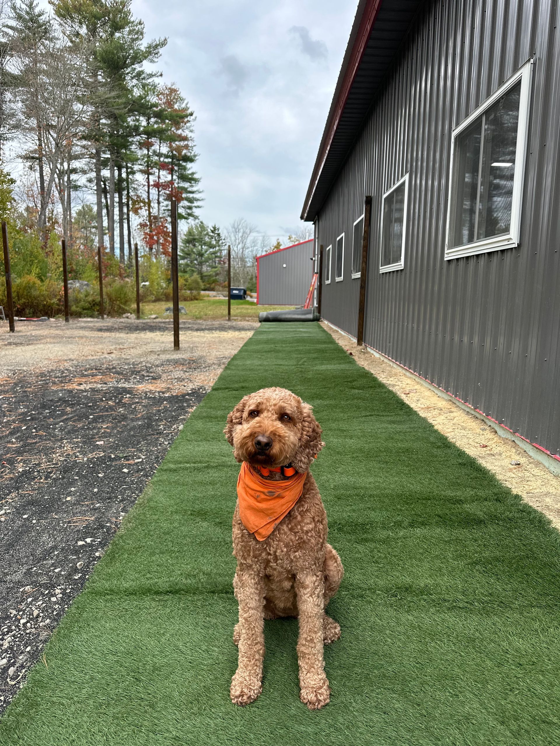 Golden-brown dog wearing orange bandana sits on green artificial turf next to a gray building.