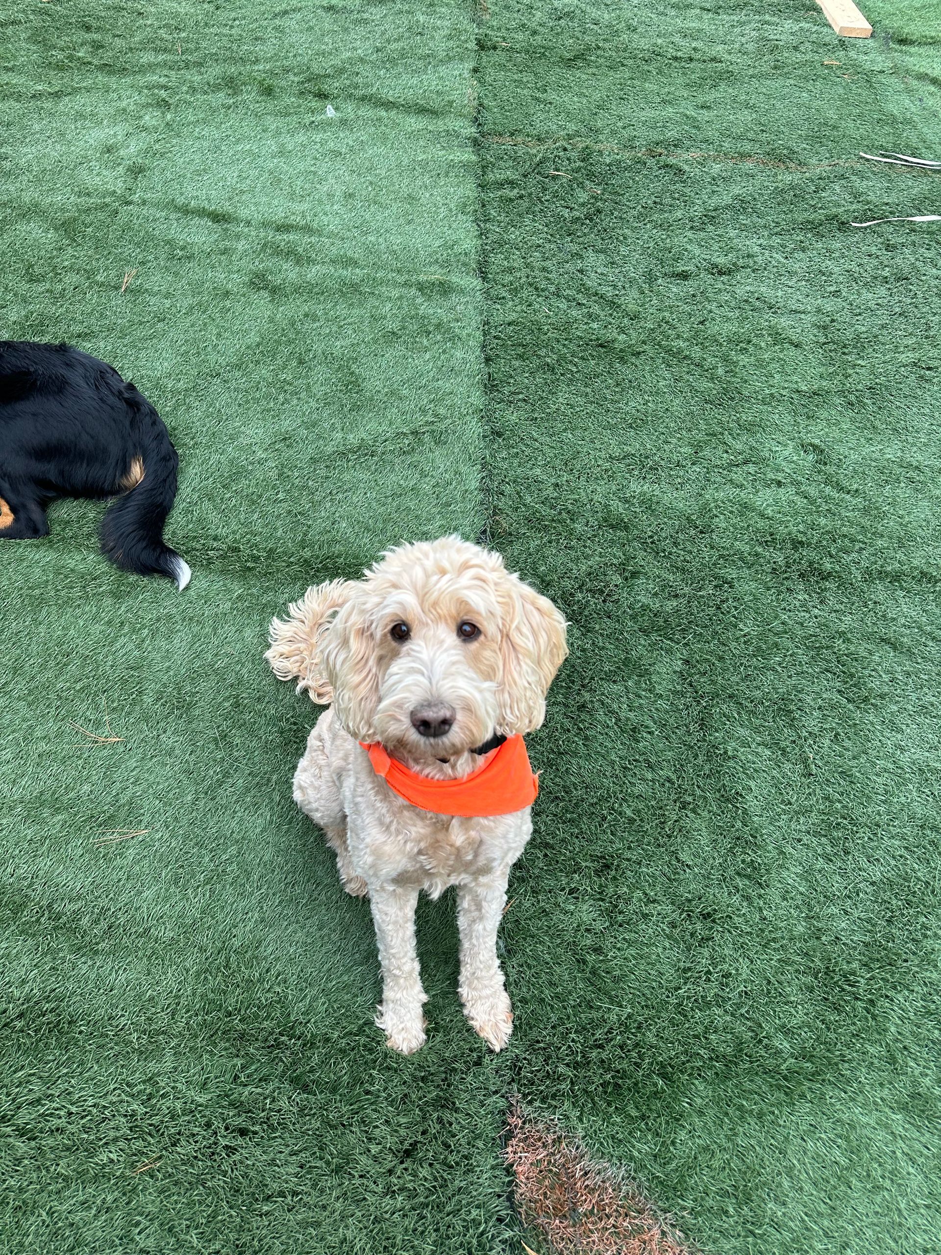 Blonde Goldendoodle sits on green turf, wearing orange bandana, looking at the camera.