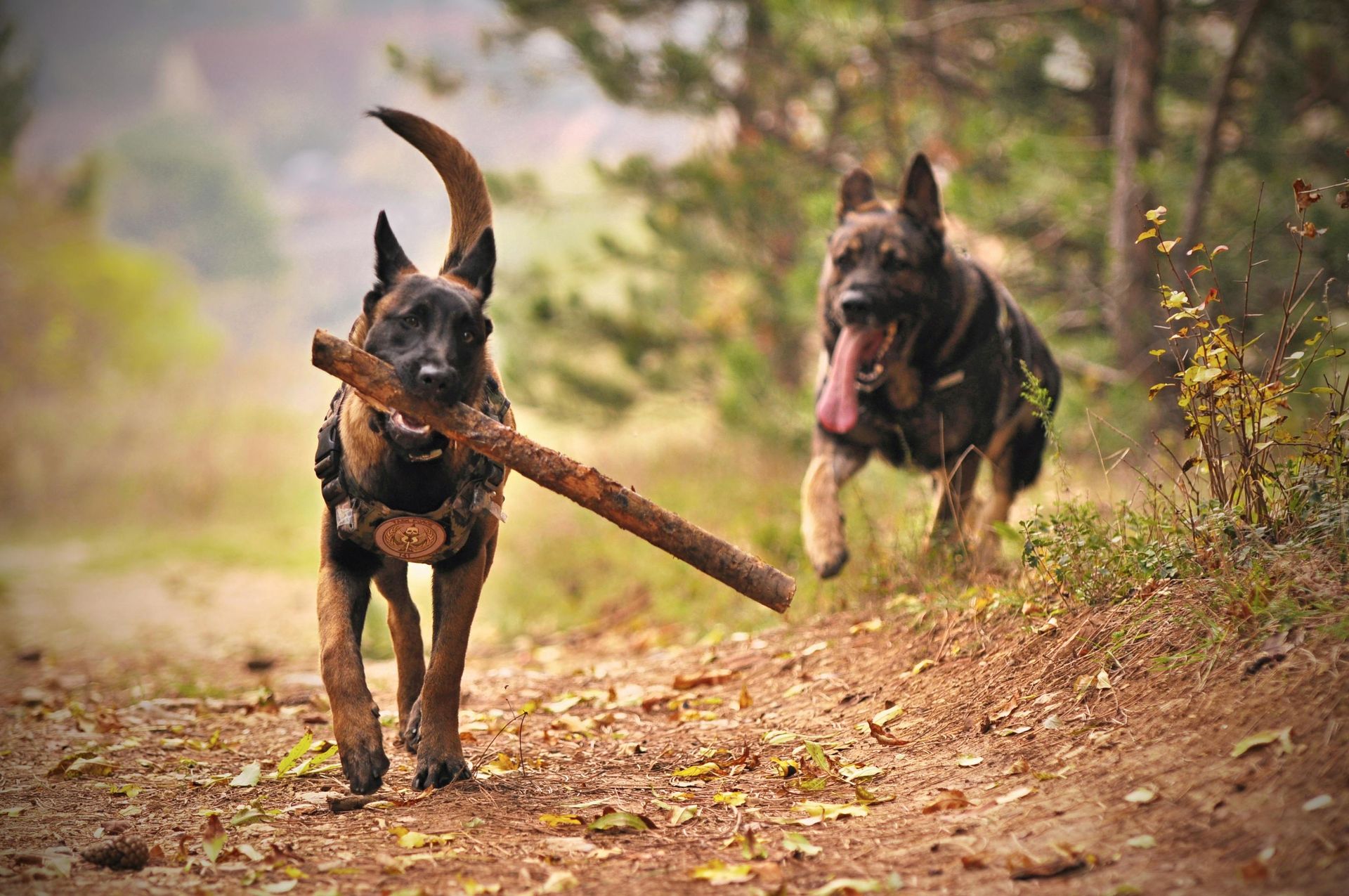 Two dogs running on a path in a forest; one carries a stick, the other has tongue out.