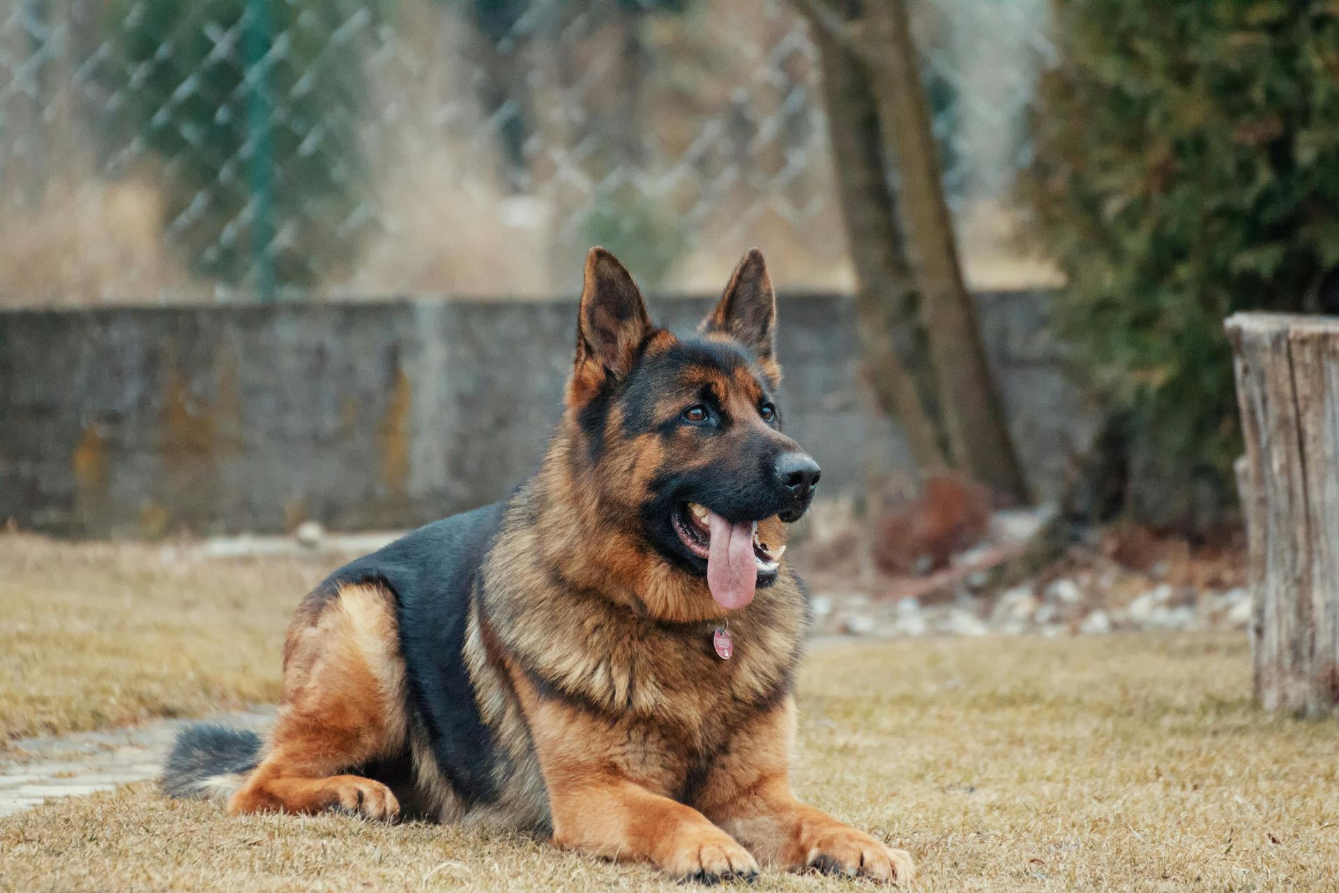 German Shepherd dog, black and tan, lying on grass with tongue out, outdoors.