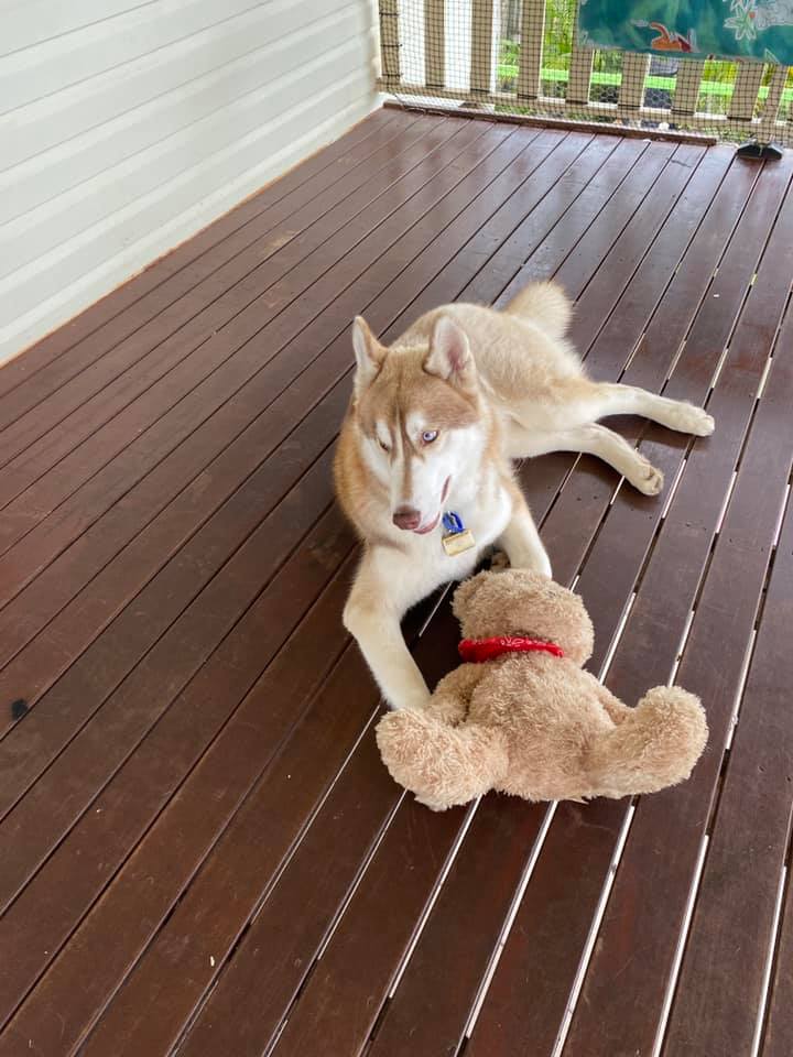 Two People Posing With Dog — Happy Tails Paws Pet Minding In Andergrove Mackay QLD