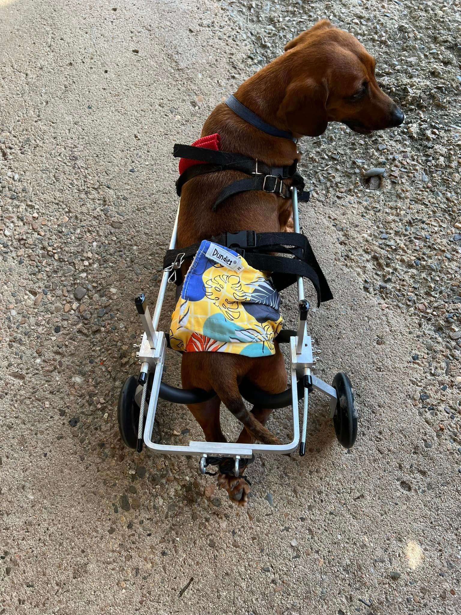 Dachshund With Wheelchair — Happy Tails Paws Pet Minding In Andergrove Mackay QLD