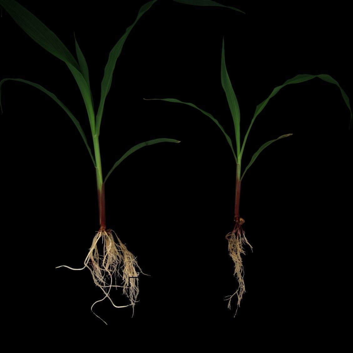 Two small corn plants imaged including root and shoot by using a Camera system for plant phenotyping in Wageningen. 