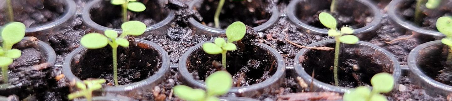 Small plant in a 96 well plate imaged in Wageningen