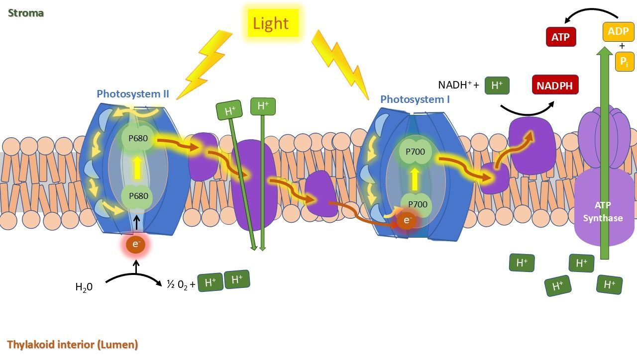 The light dependent phase of photosynthesis, illustrating the electron transport chain. Light energy will be used to carry electrons on the chain, to create a hydrogen gradient inside the thylakoid interior (lumen), which drives ATP synthase to produce ATP. NADPH is also formed. Electron transport rate (ETR) can be calculated.