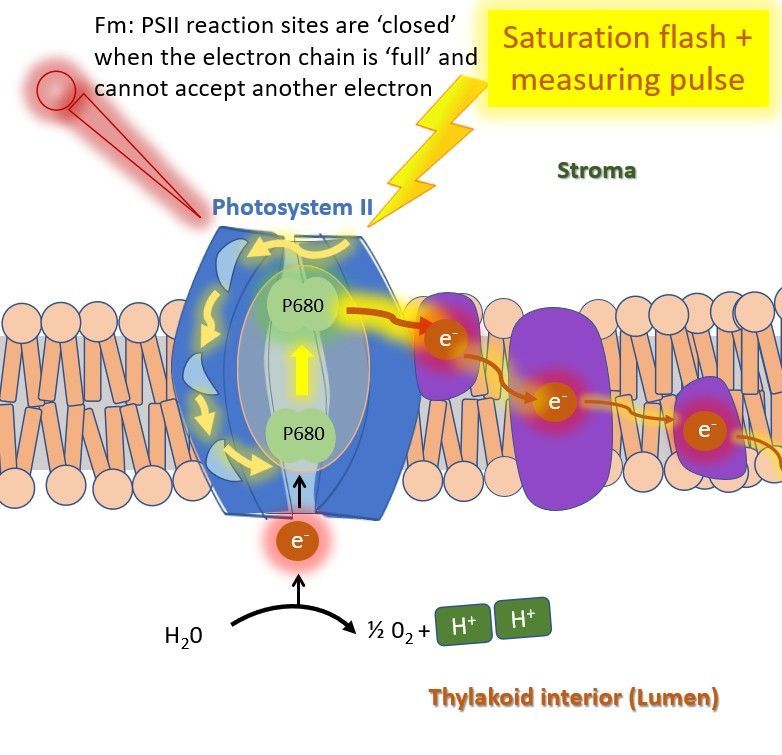 Illustration of photosystem II (PS2) being illuminated with a saturation flash and a measuring pulse to measure maximal fluorescence (Fm).