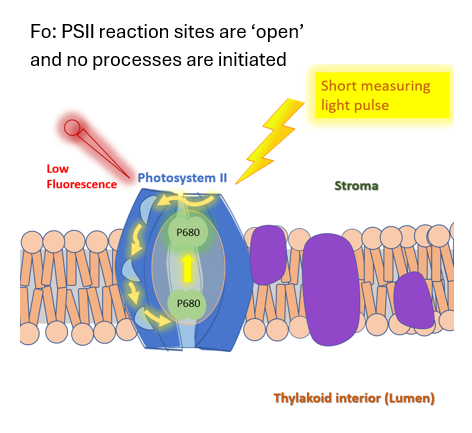 Illustration of photosystem II (PS2) being illuminated with a short measuring light pulse to measure minimal fluorescence (Fo).