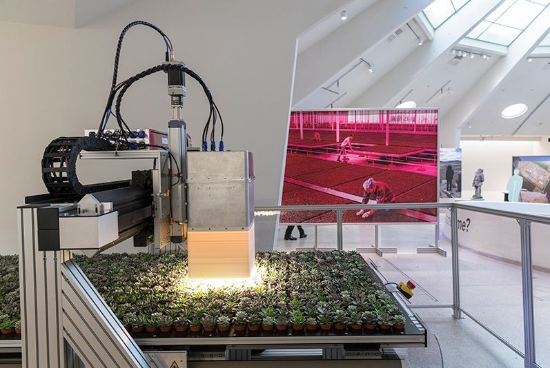 Three different types of plants are shown on a black background.