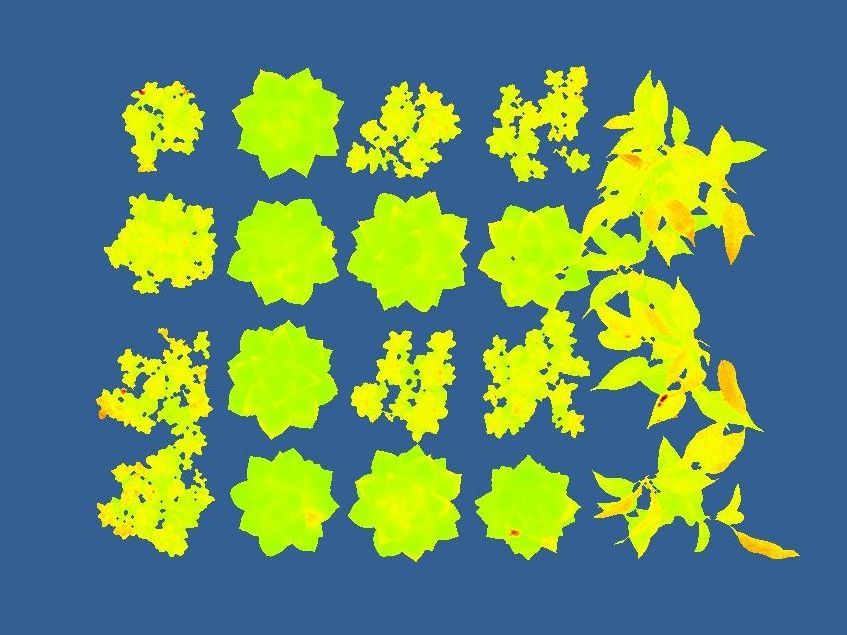 A bunch of yellow flowers on a blue background