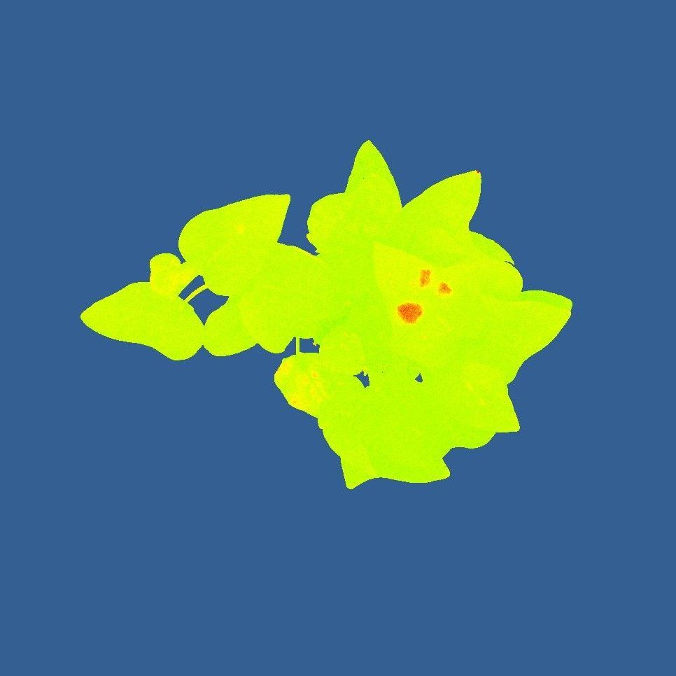 Visualization of photosynthesis efficiency in plants using PhenoVation's phenotyping camera system, displaying varying efficiency levels in a color-coded image.