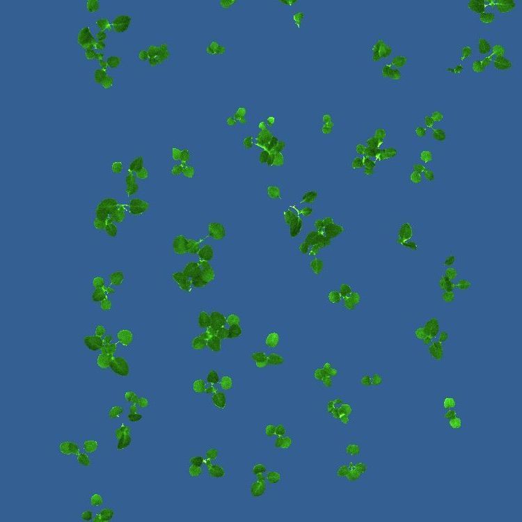 Image displaying chlorophyll absorption measurements in plants using PhenoVation's plant phenotyping system, highlighting varying levels of chlorophyll absorption.