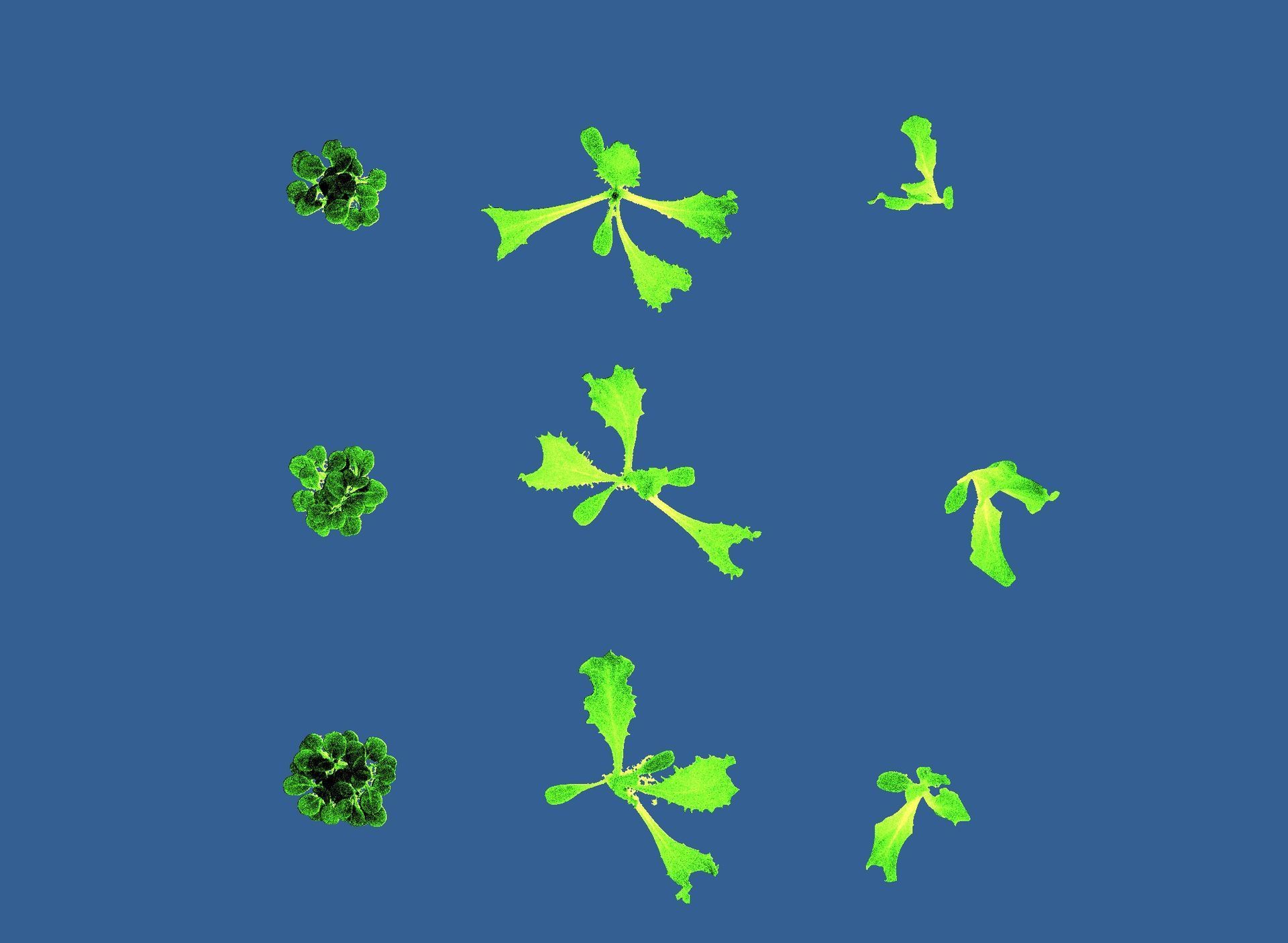 Nine lettuce plants that are imaged with a Plant Phenotyping camera resulting in a chlorophyll index image and a color image. 