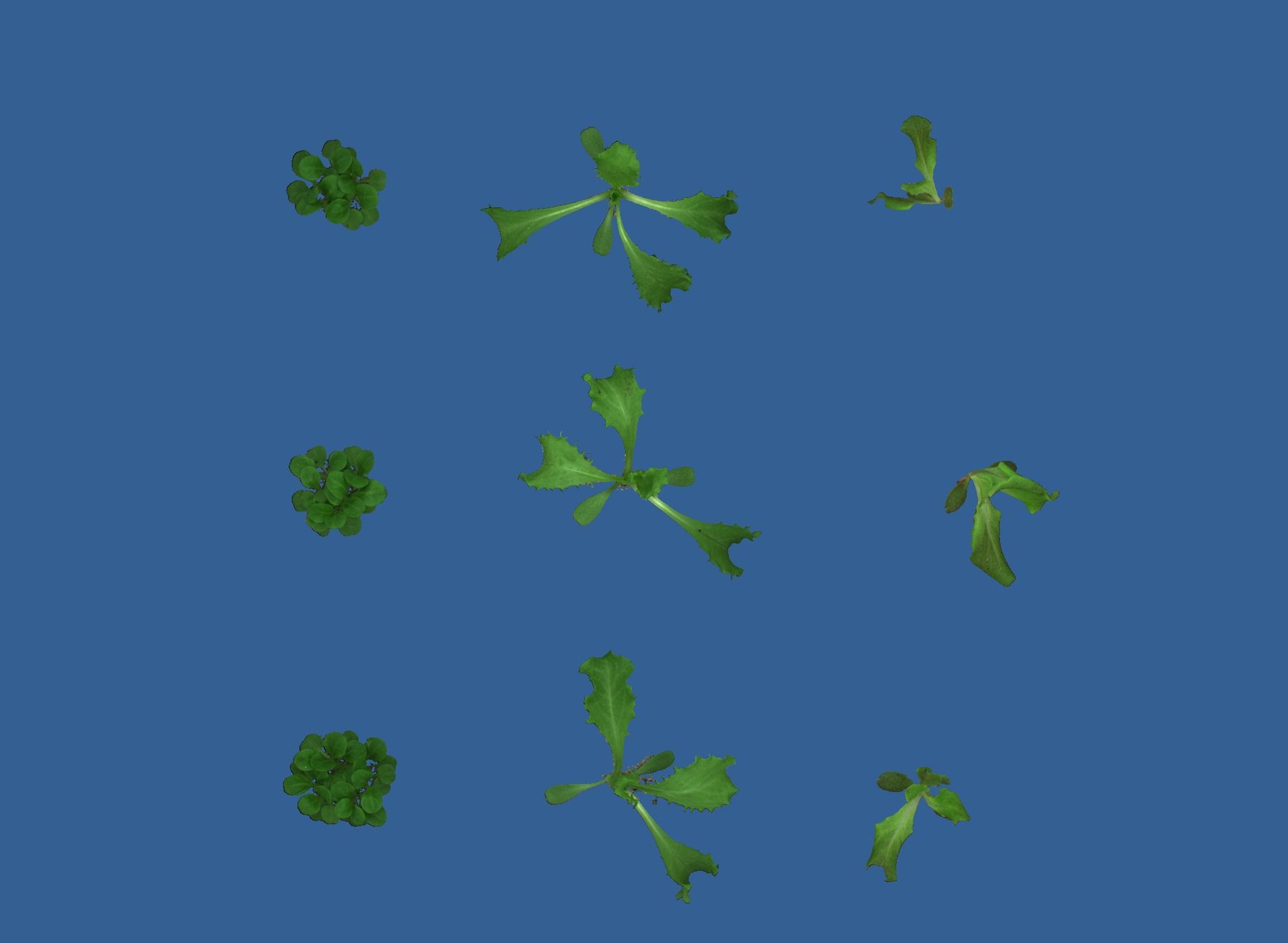 A bunch of green leaves are floating in the air on a blue background.