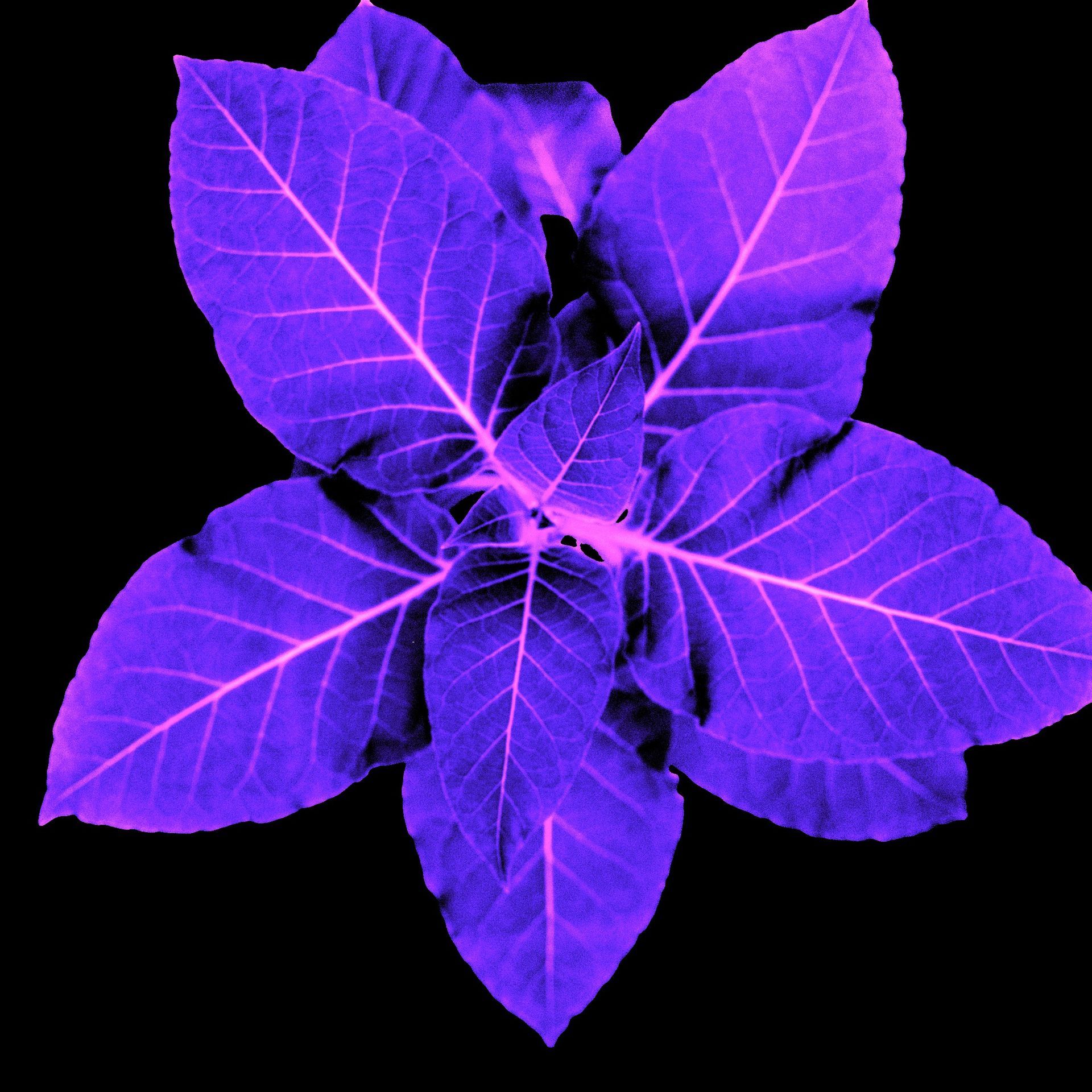 Purple leaves with white veins on a black background