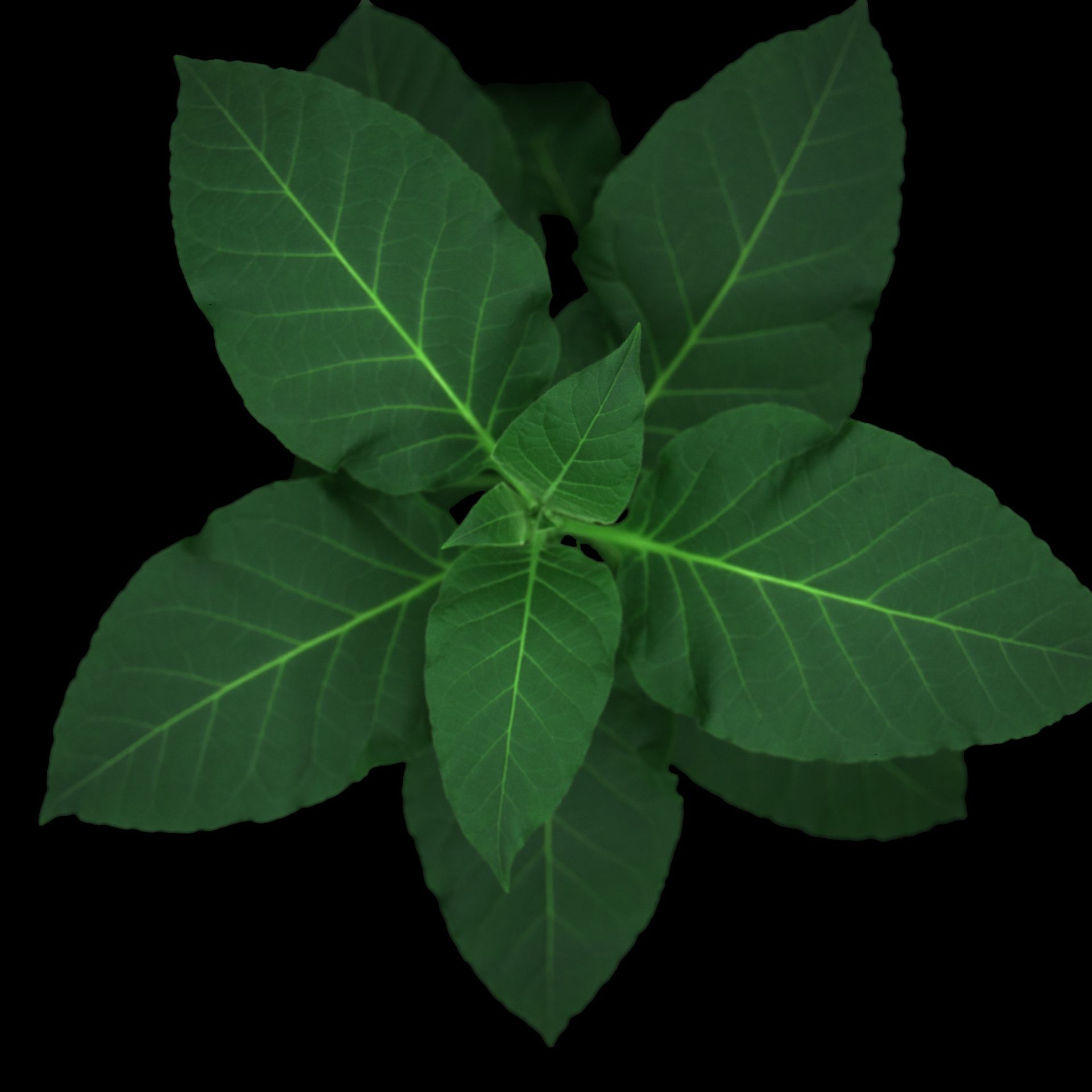 A color image of a plant that has been imaged in Wageningen