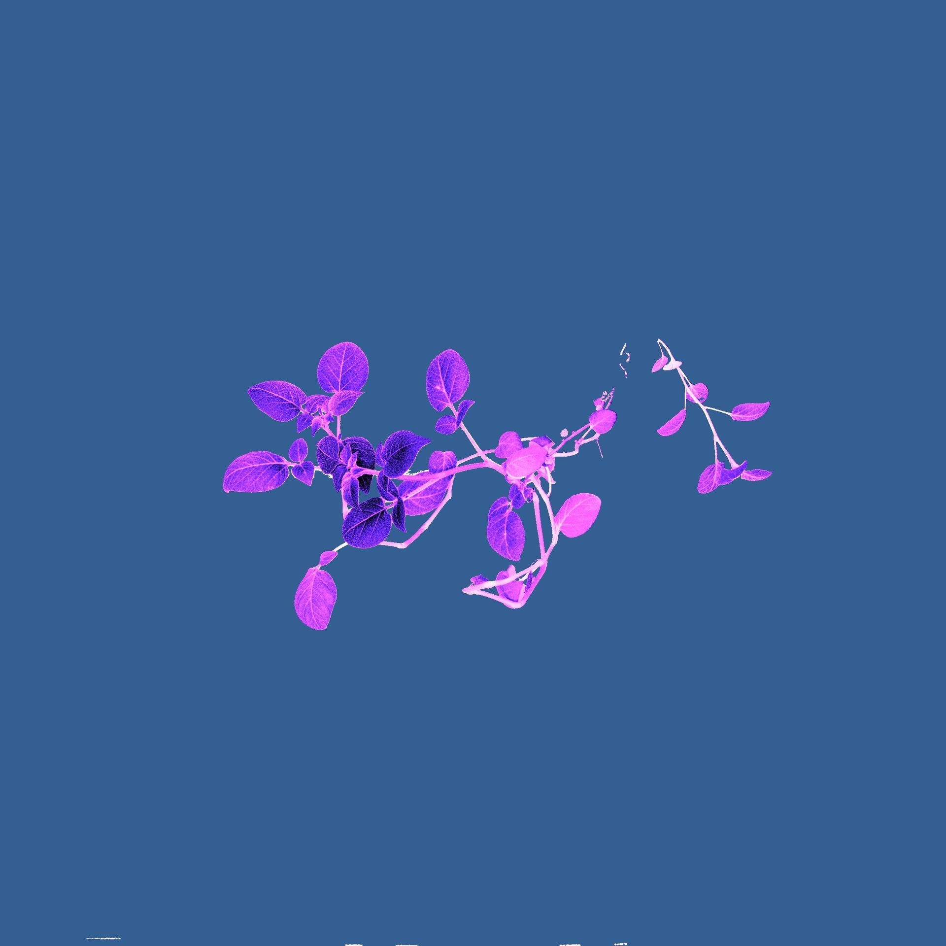 Soy plant imaged with PhenoVation's plant phenotyping camera, resulting in a anthocyanin index image.