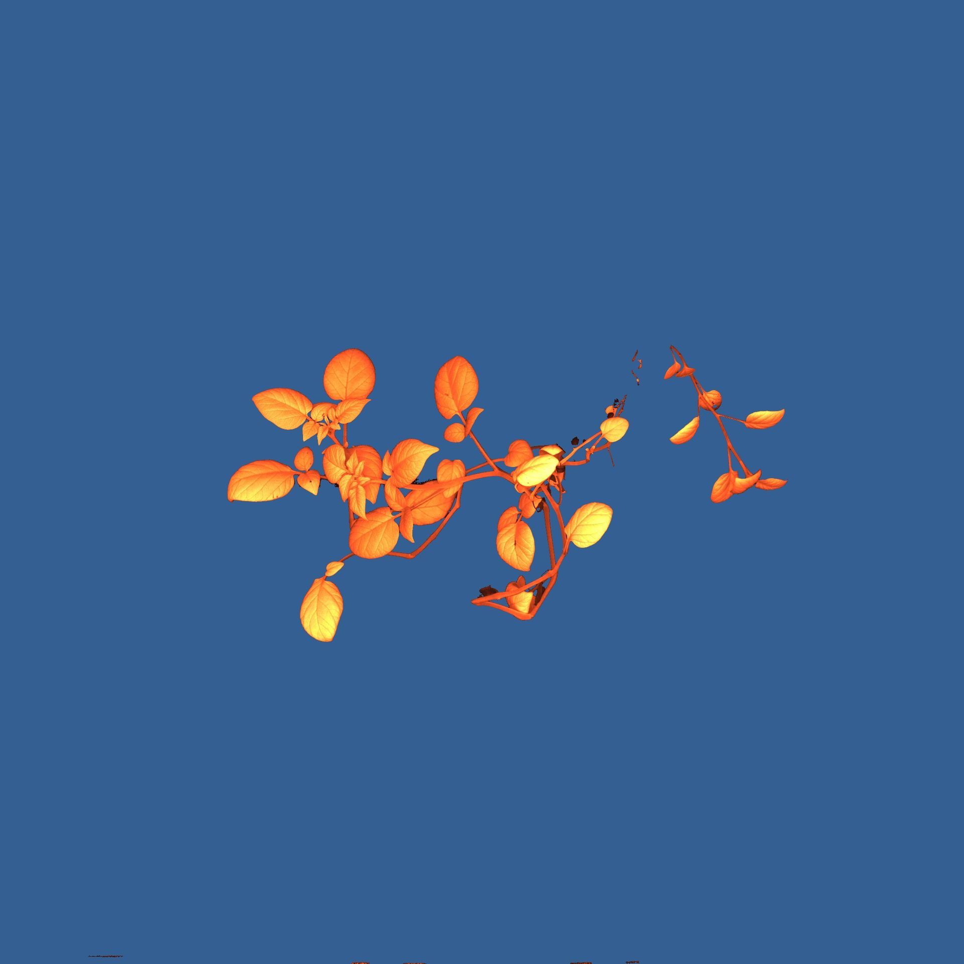 Chlorophyll fluorescence image of Soy.