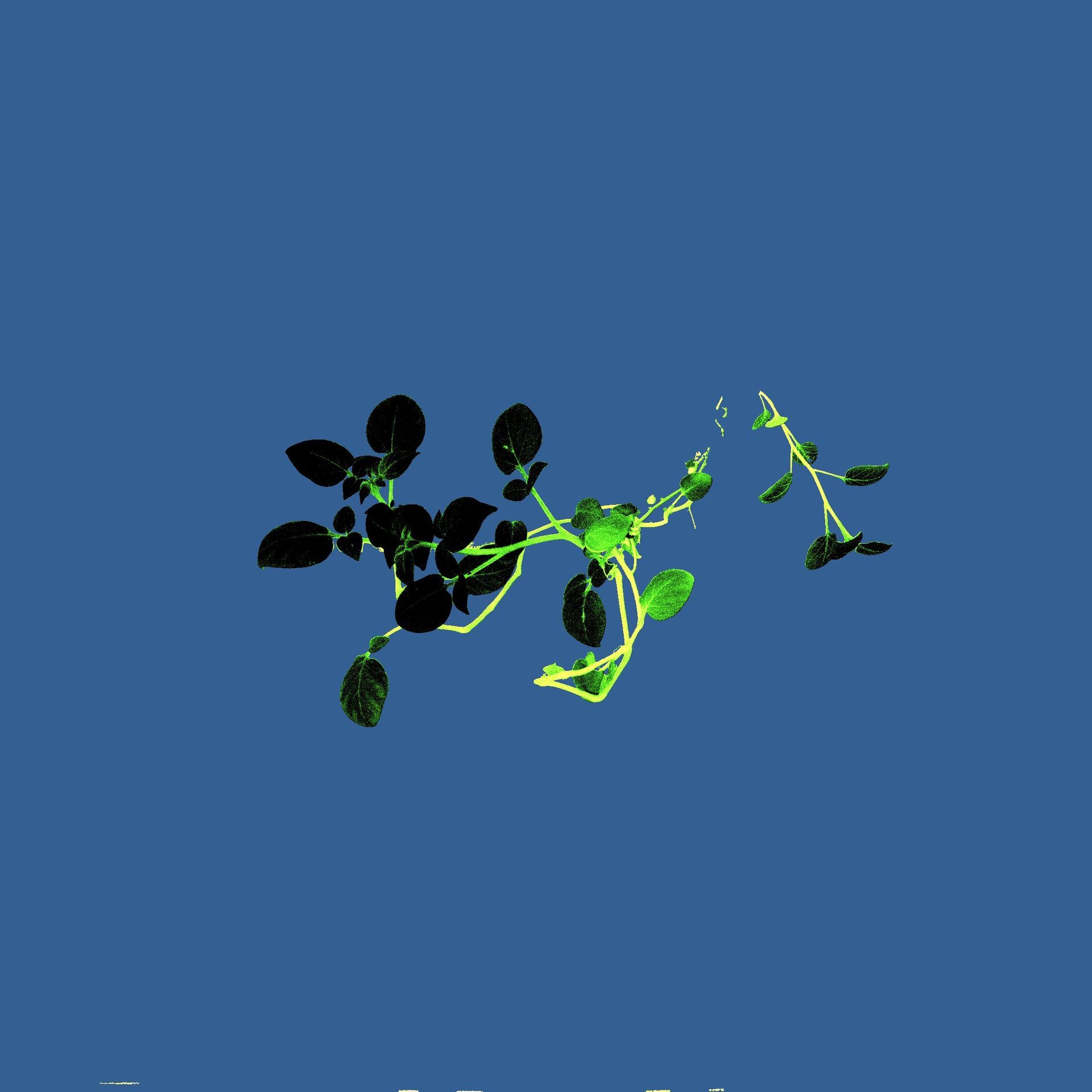 Soy plant imaged with PhenoVation's plant phenotyping camera, resulting in a chlorophyll index image.