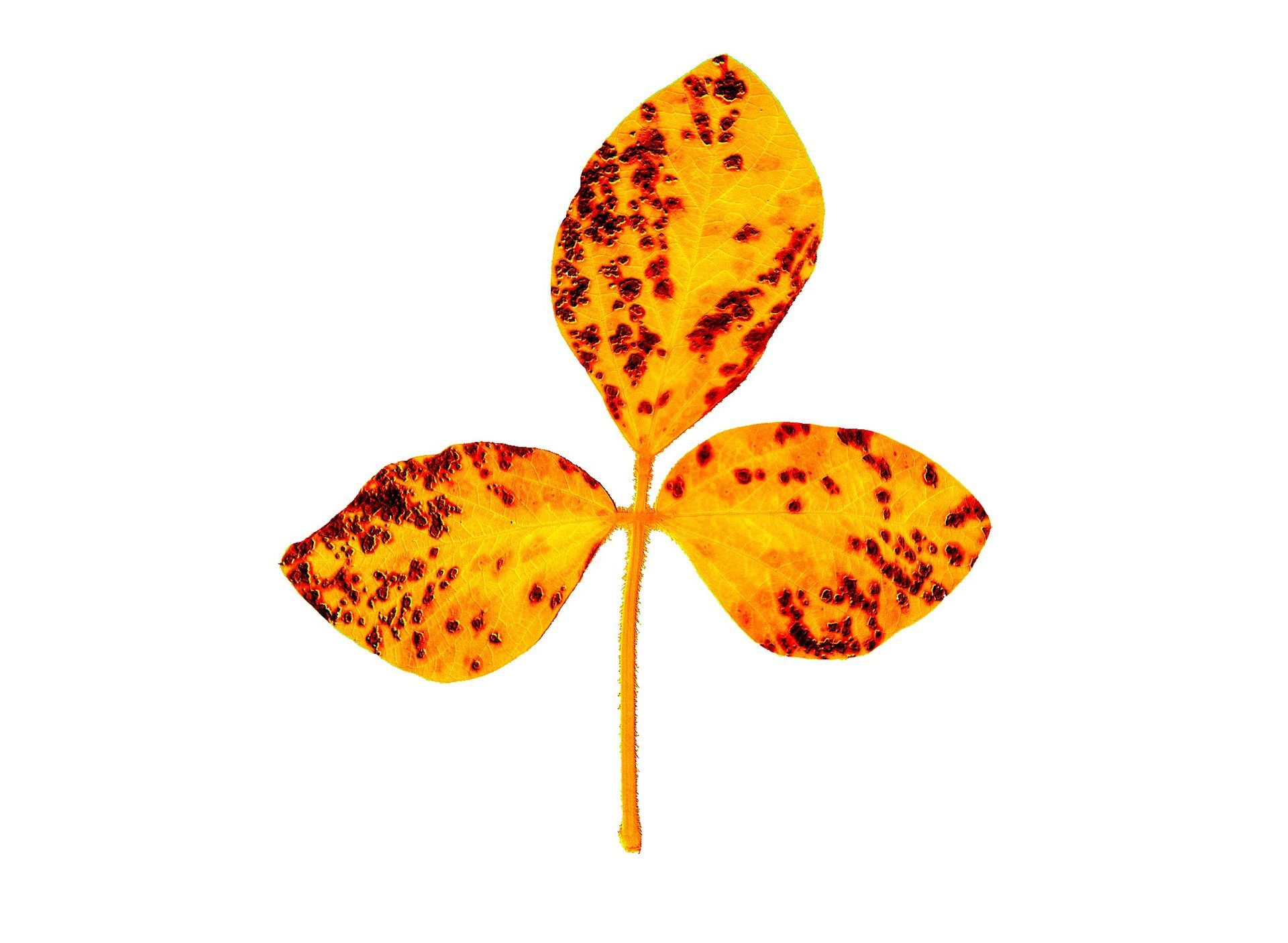 A soy plant imaged on efficiency of photosynthesis  that is infected with a fungi. 