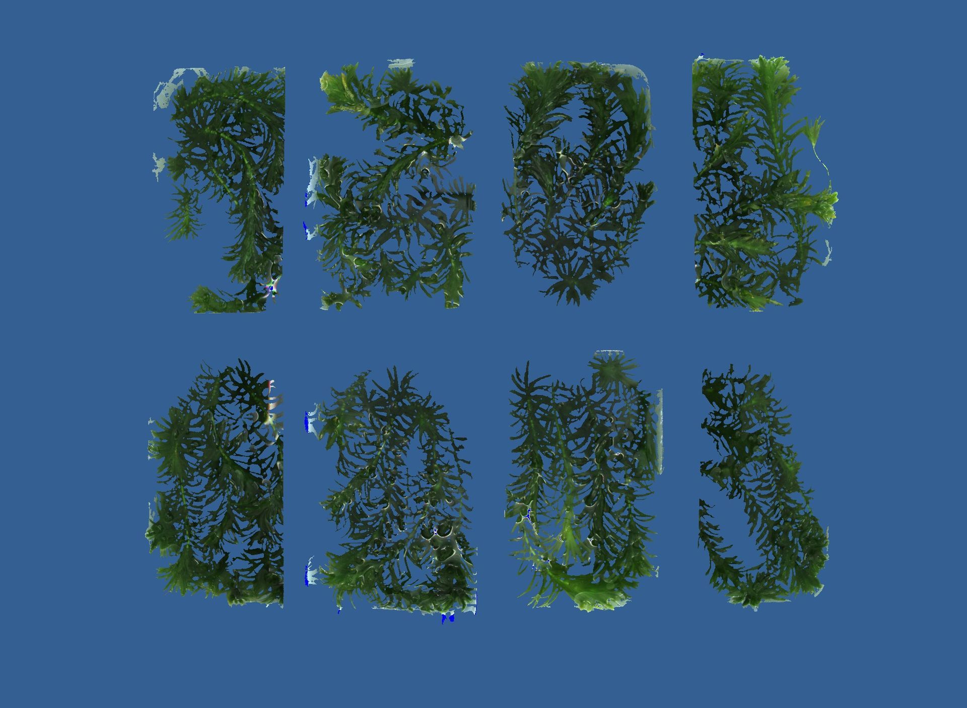 A soy plant imaged in color that is infected with a fungi. 