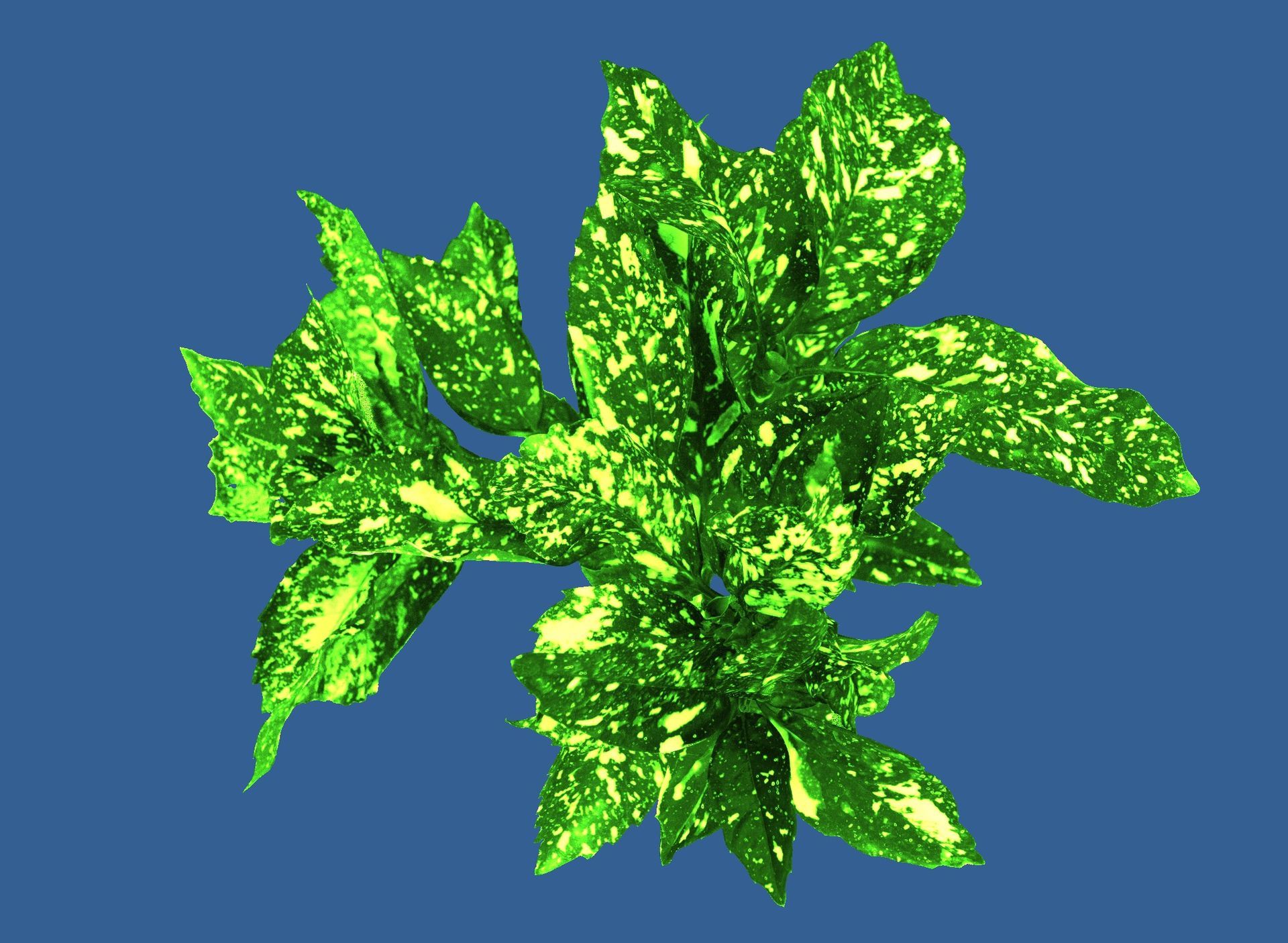 Ornamental plant measured with a plant phenotyping camera, resulting in a aplha image.