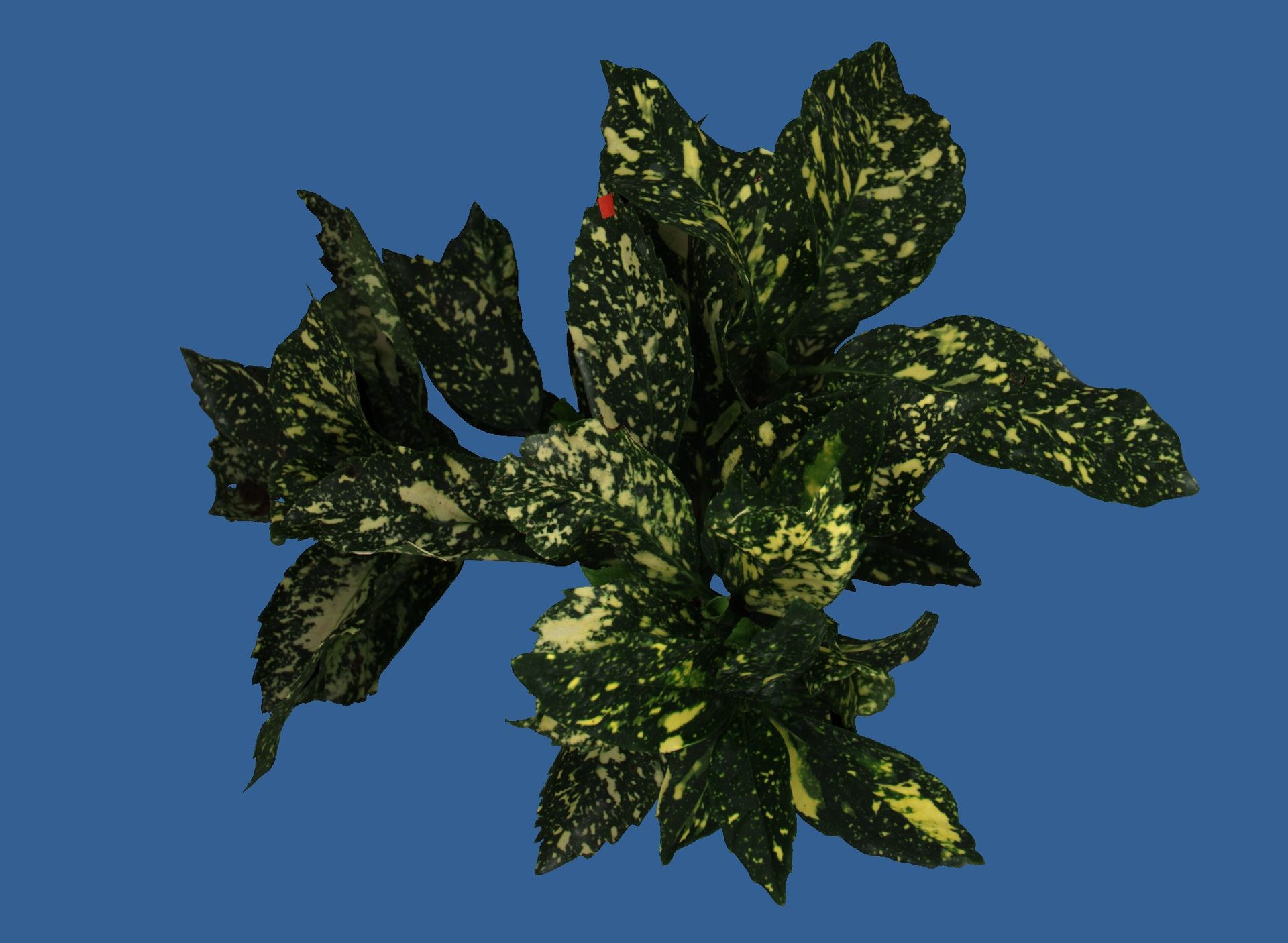 A color image that is segmented from the background using a plant phenotyping camera. 