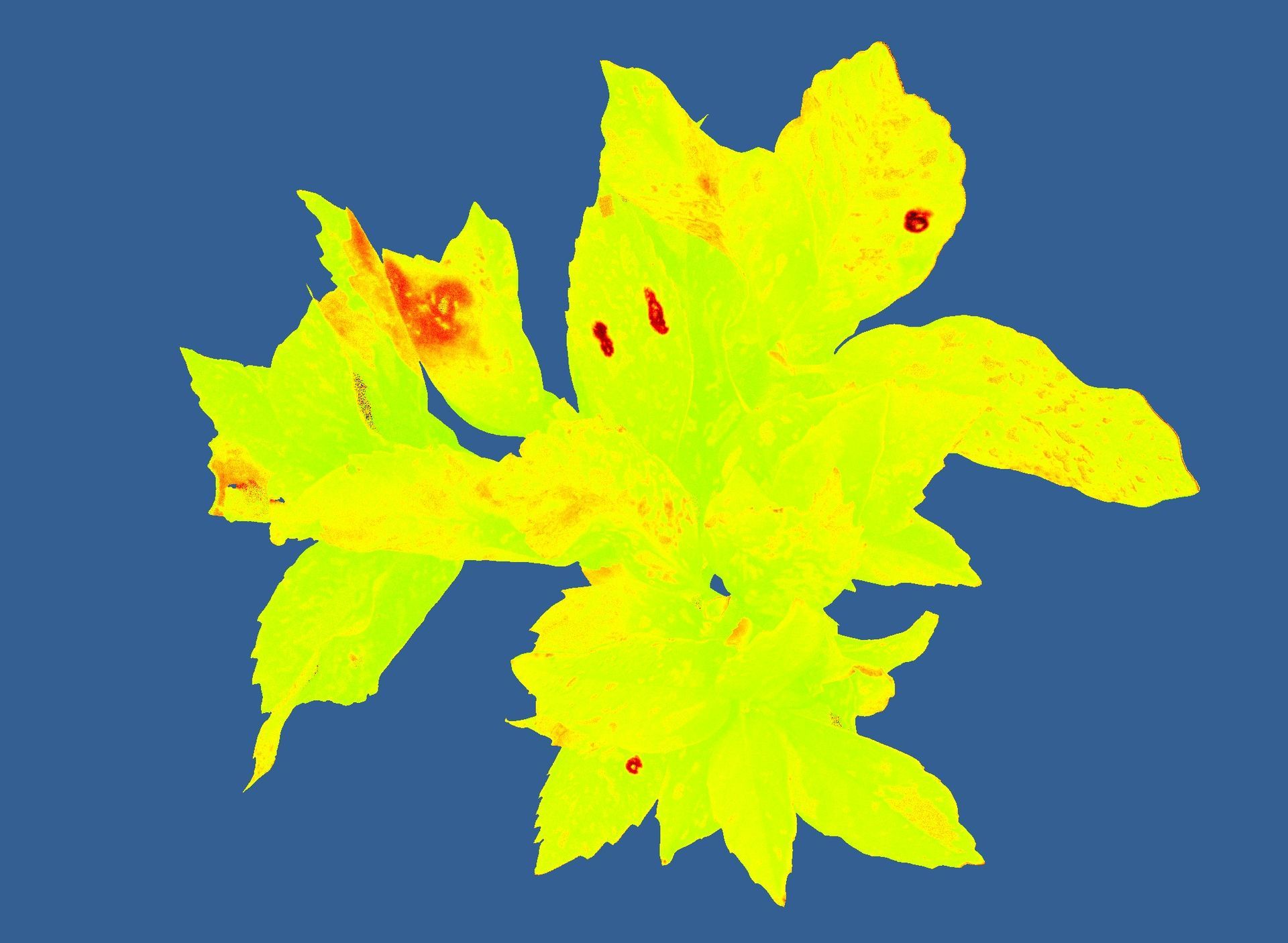 Plant phenotyping image showing photosynthesis efficiency measured with PhenoVation's advanced camera system.