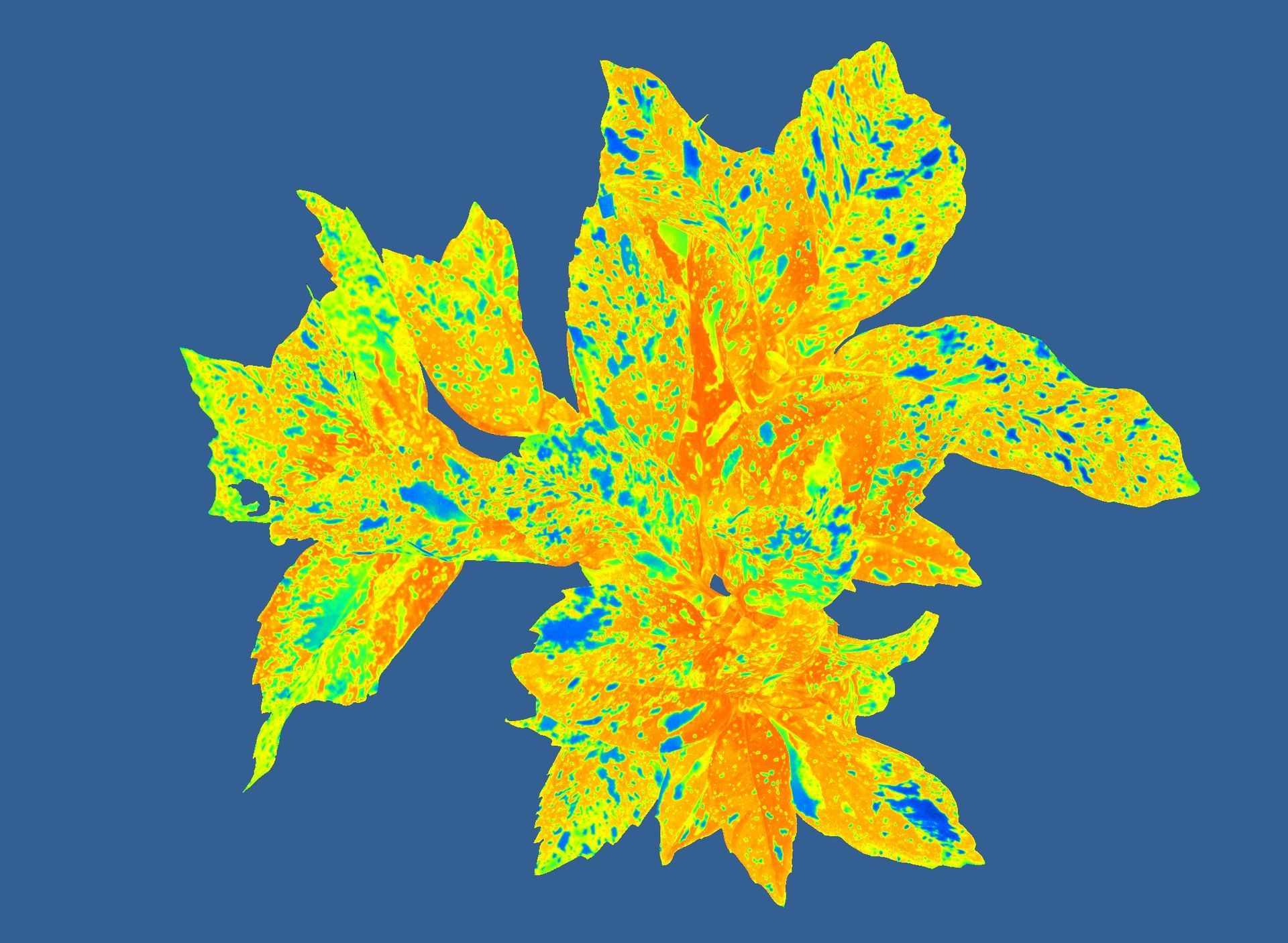 NDVI image of plant health and vigor measured with PhenoVation's plant phenotyping camera system, displaying varying levels of vegetation density in a color-coded format.