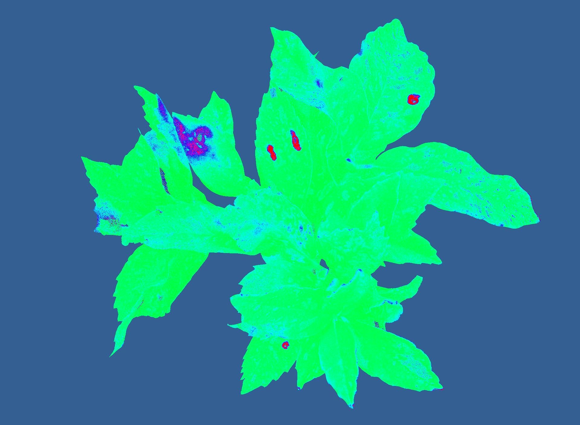 A complex NPQ (Non Photochemical Quencing) measurement done with a plant phenotyping camera of PhenoVation. 