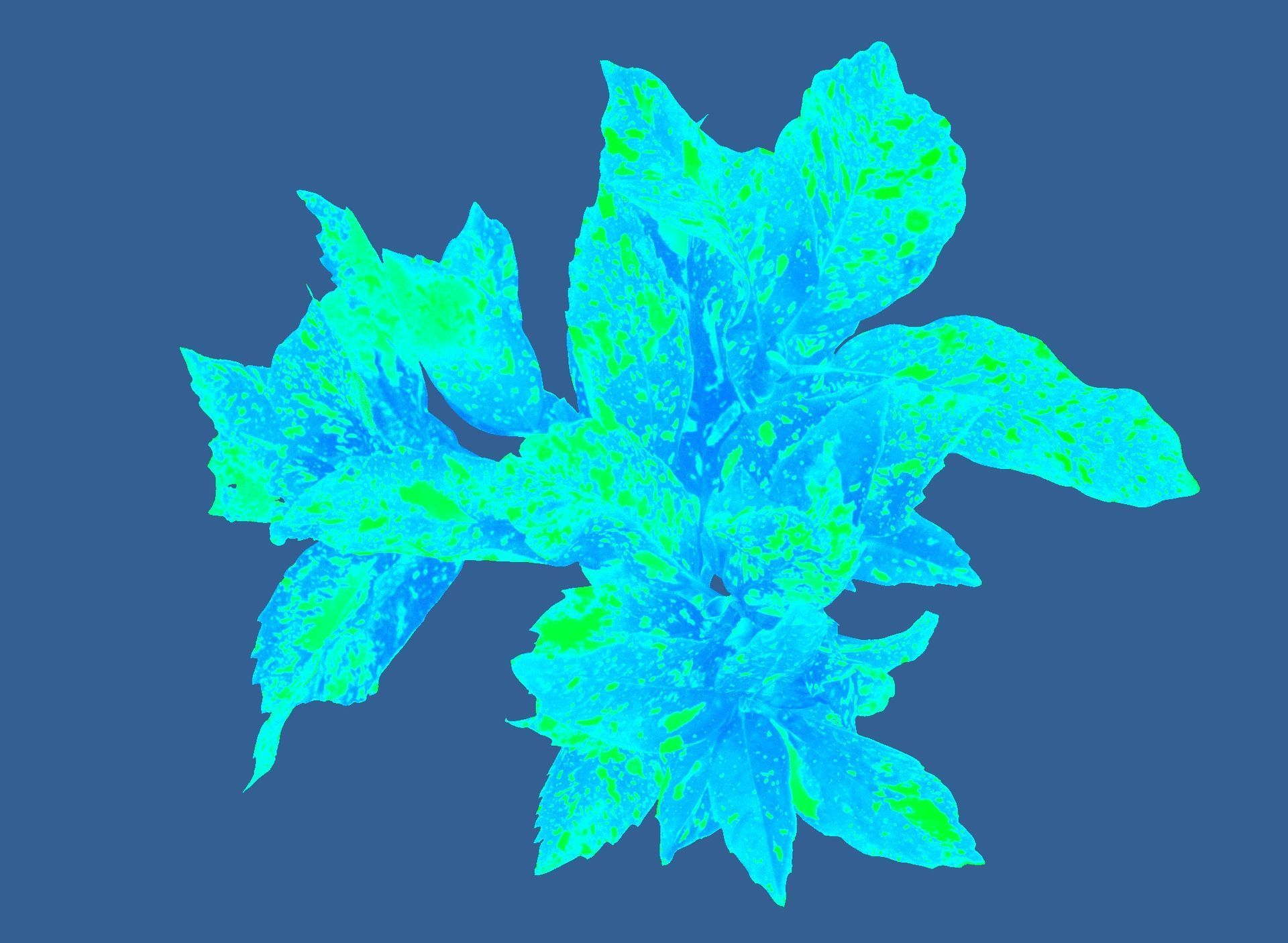 A complex ETR (electron transport rate) measurement done with a plant phenotyping camera of PhenoVation. 