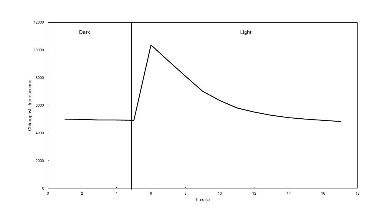 Chlorophyll fluorescence yield rises upon transferring a plant from darkness into the light. 