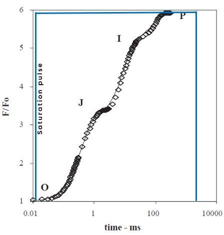 A graph showing the measuring protocol of OJIP used to measure the efficiency of photosynthesis. 