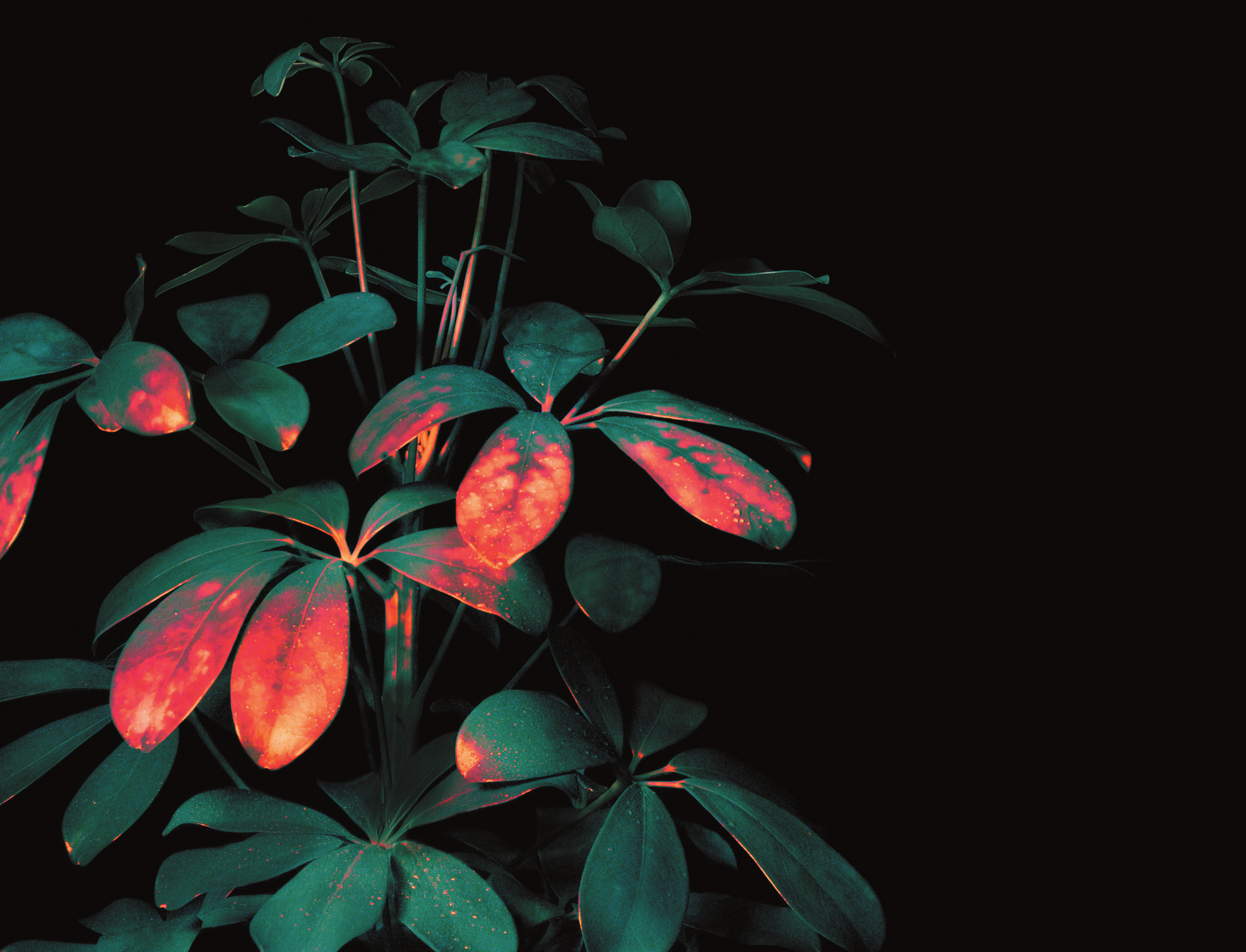 Chlorophyll fluorescence in a plant, observed with a camera